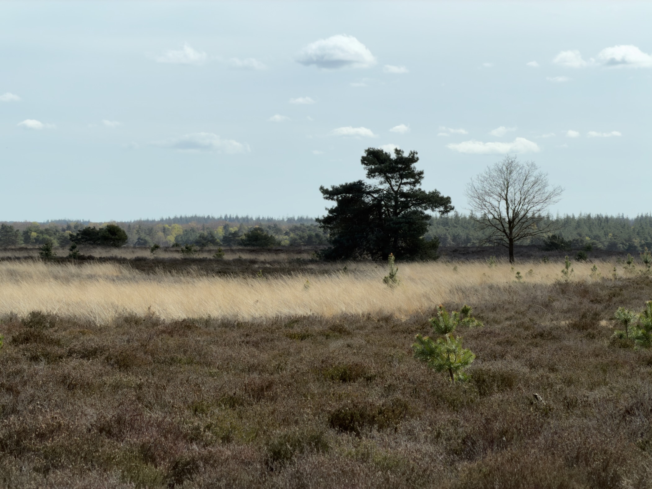 Pine tree and bare oak on heathland with golden grass in the foreground