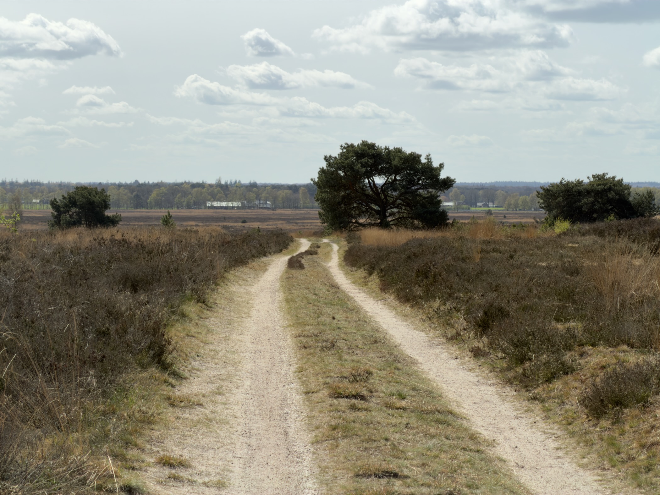 Double-track path across heathland leading toward a pine tree and buildings