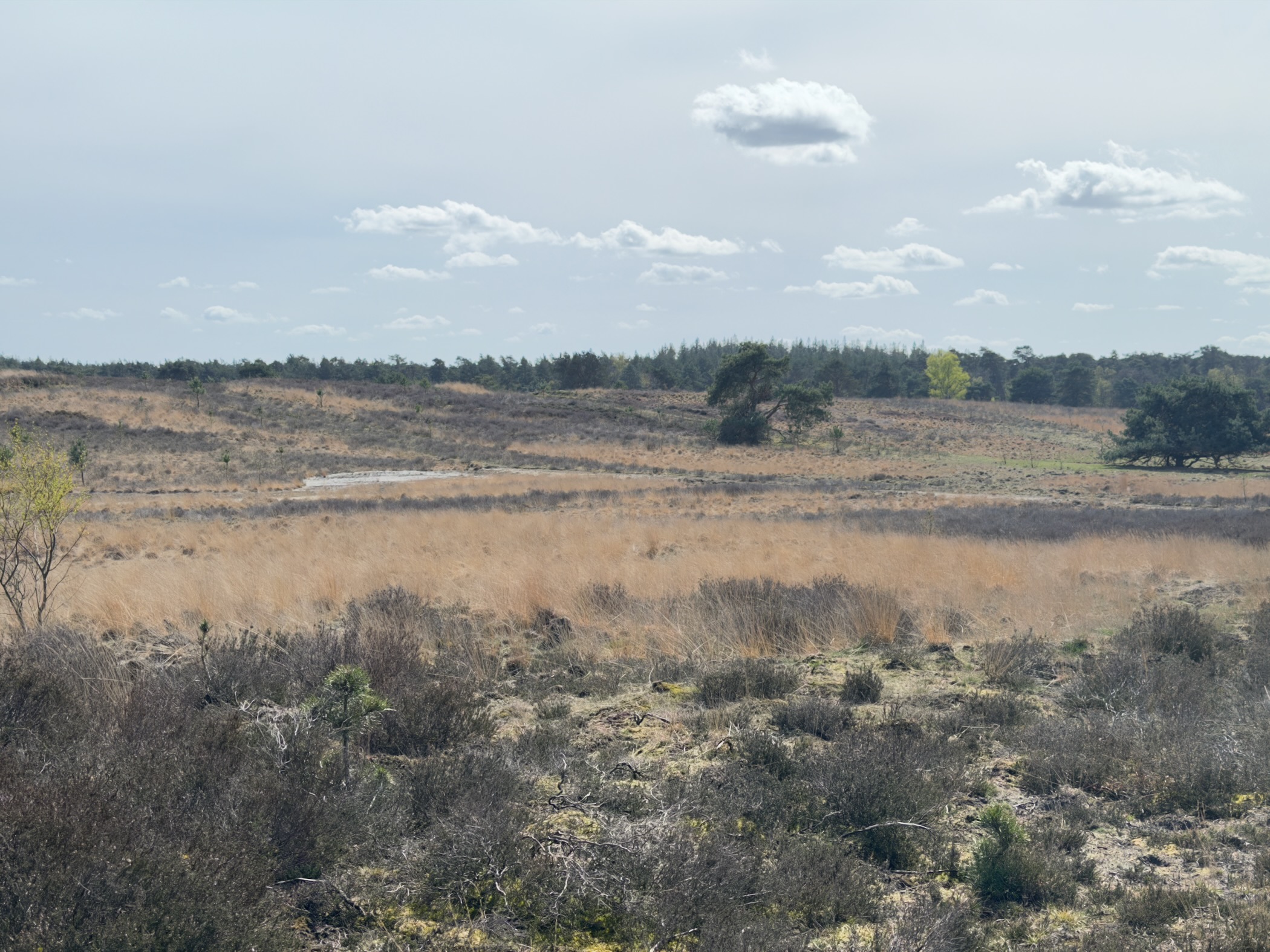 Wide heathland with golden grasses and scattered pines under grey sky