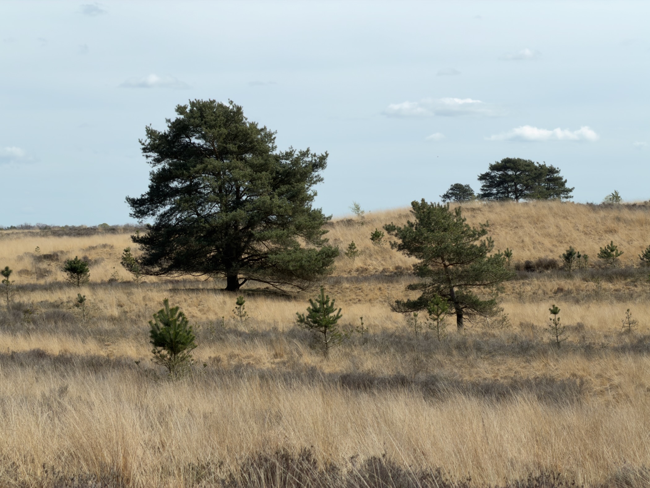 Scattered pines and young saplings on dry heathland with golden grass