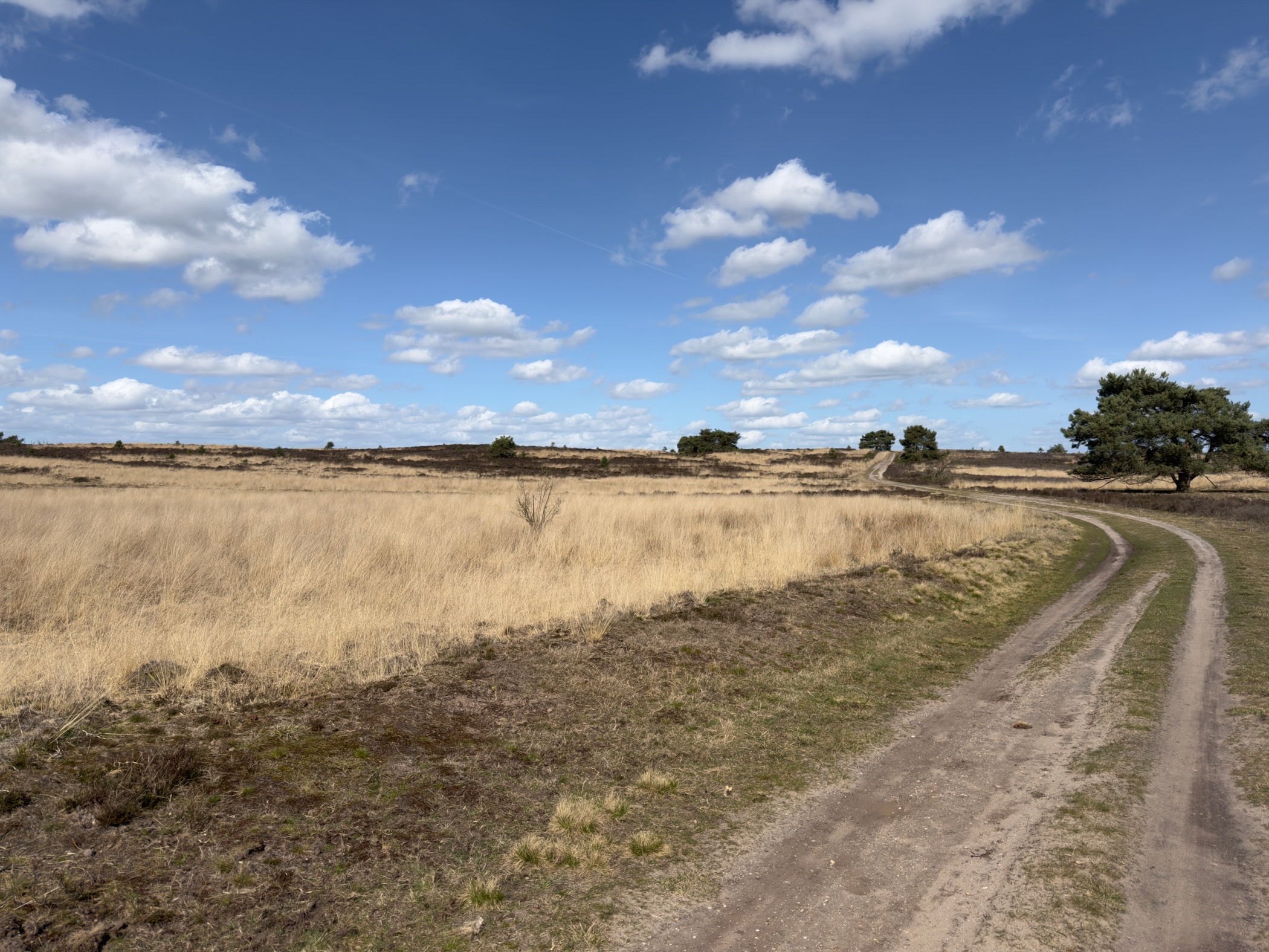 Curving sandy track through golden grass heathland toward a solitary tree