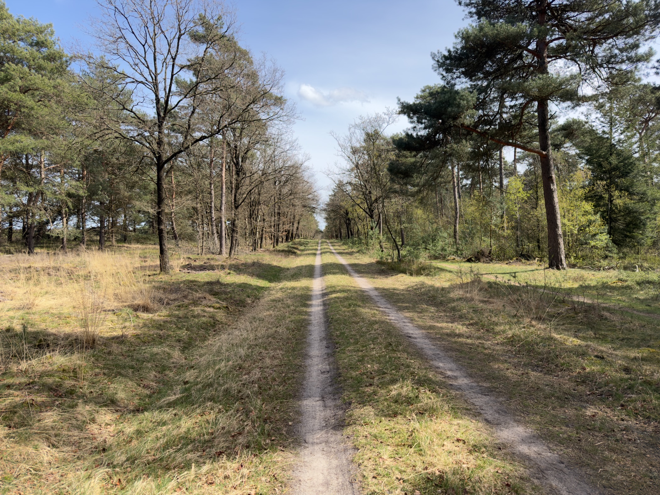 Long straight double-track path through open pine and oak woodland