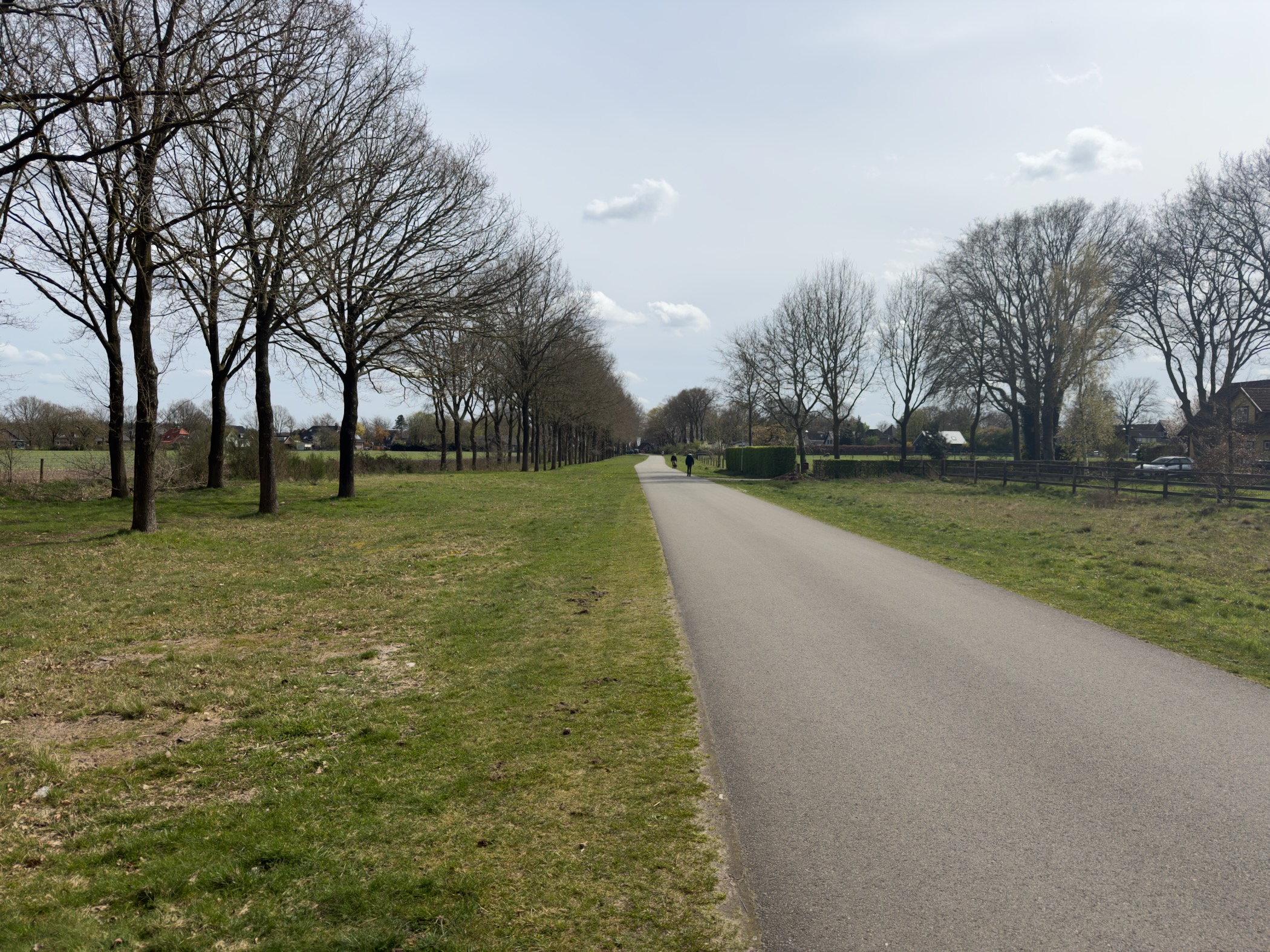 Tree-lined paved road between green pastures leading toward Elspeet