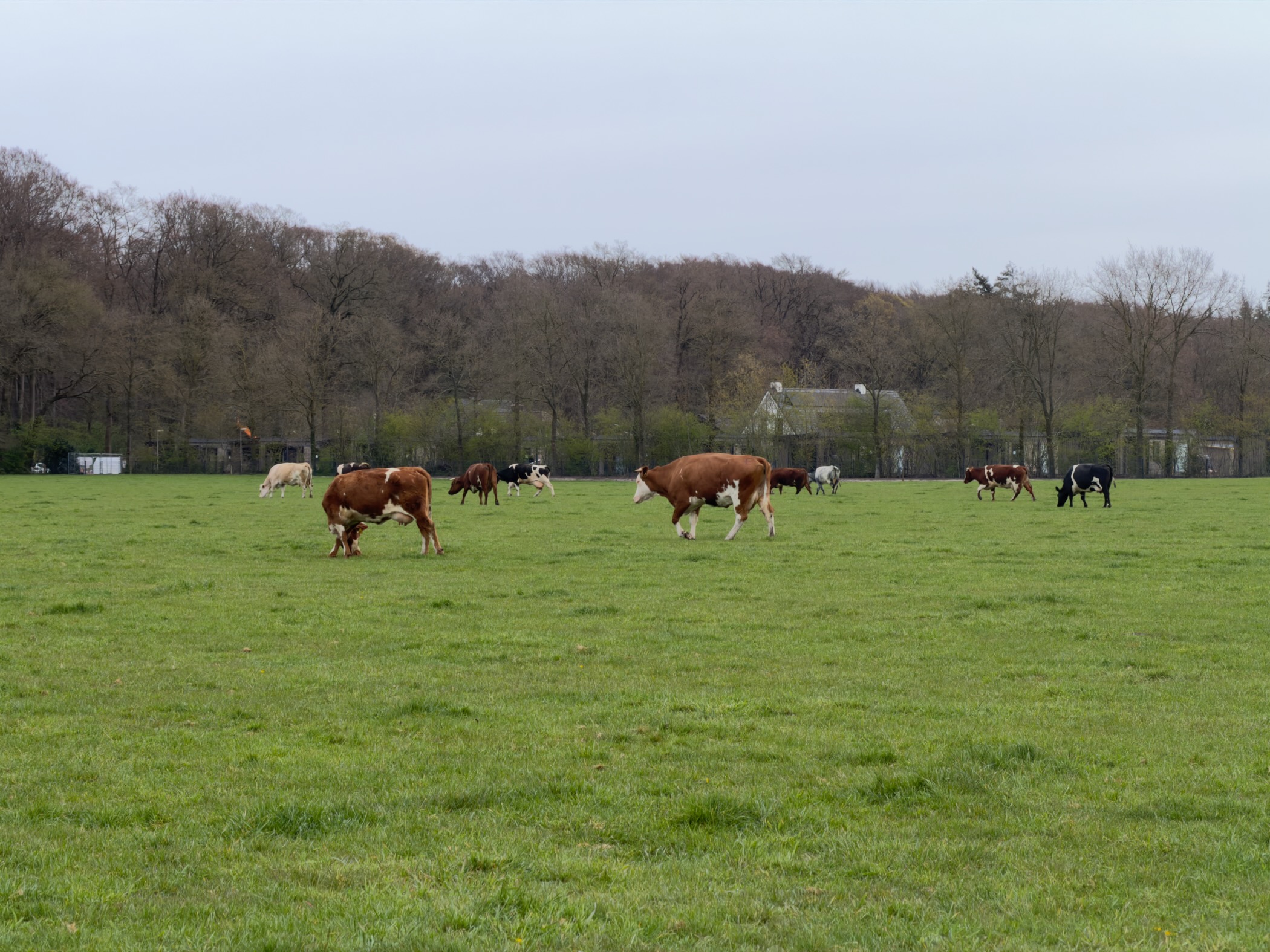 Cows grazing in a green meadow with bare forest on the horizon
