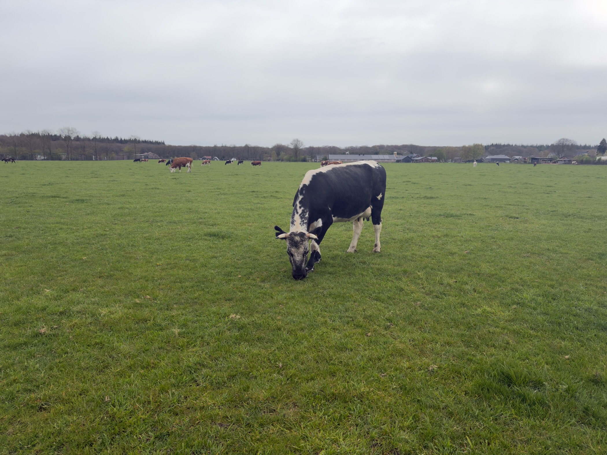 Black-and-white Holstein cow grazing close-up in a green field