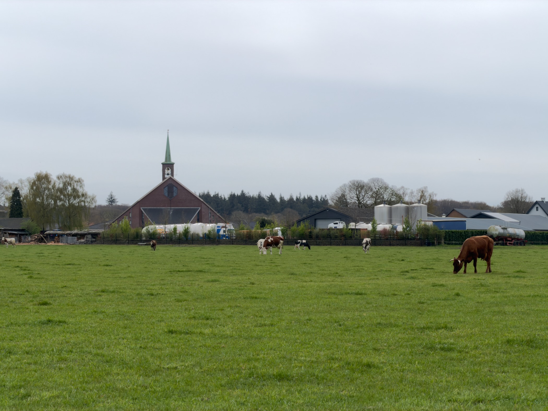 Cows grazing in pasture with church spire and farm buildings in the background