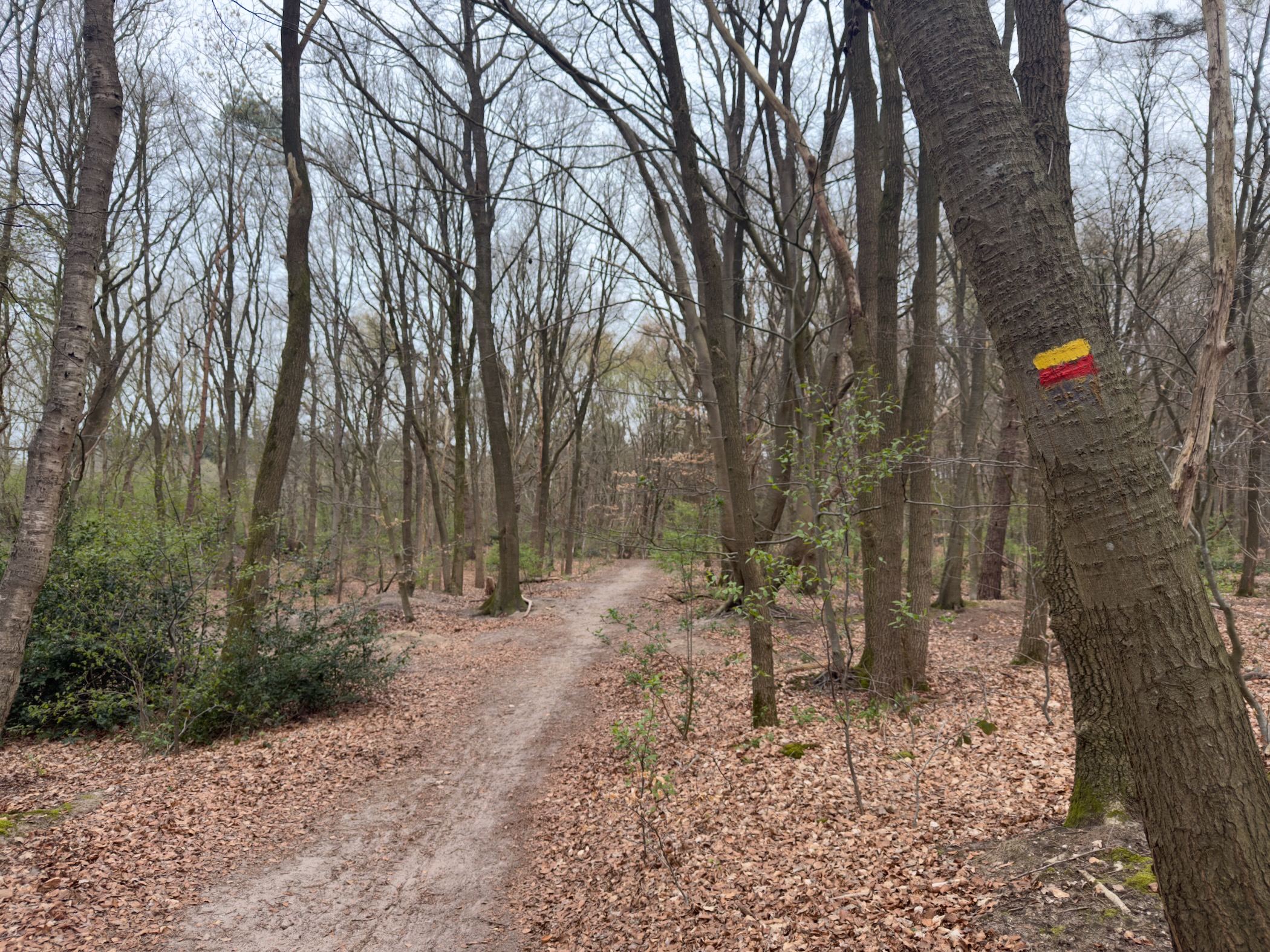 Narrow path through bare deciduous forest with a yellow-red trail marker on a tree