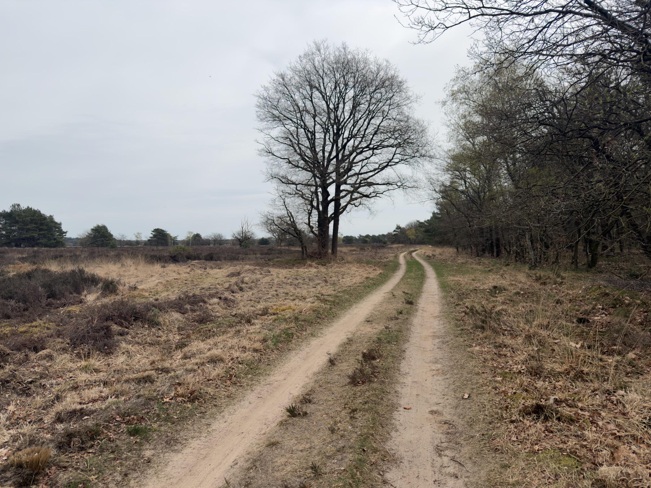 Sandy double-track trail leading through dormant heathland with a bare oak tree