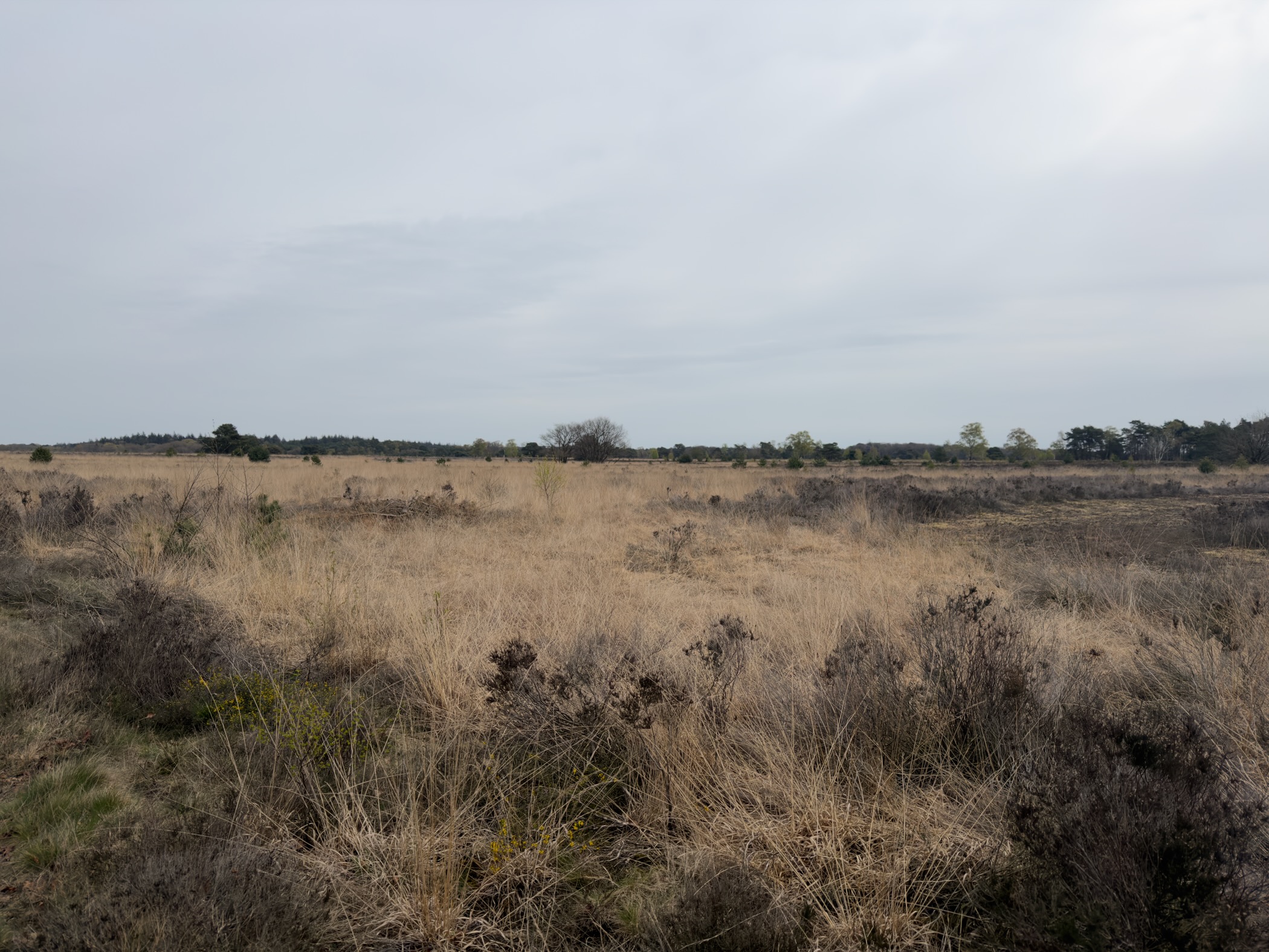 Panoramic view over vast dormant heathland with dried grasses under an overcast sky