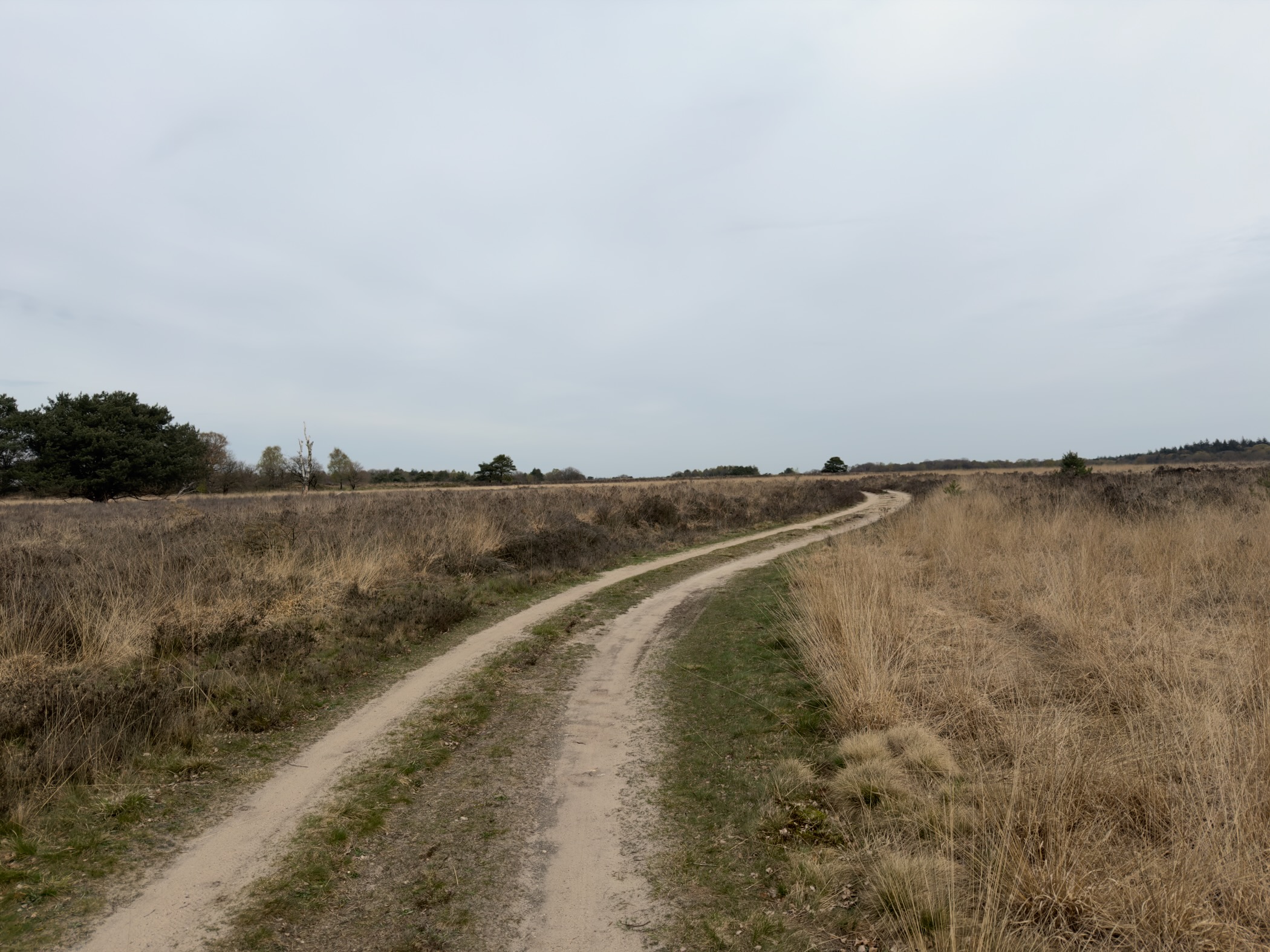 Winding sandy track curving through golden-brown heathland toward distant pine forest