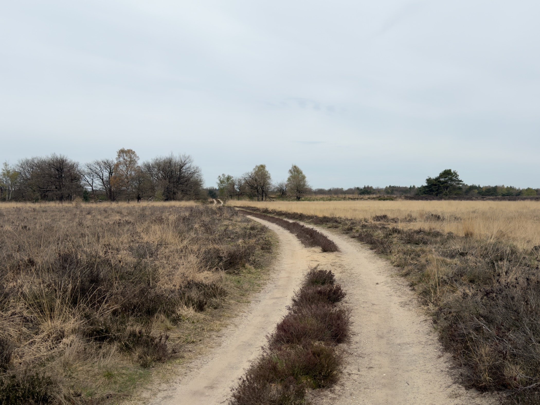 Sandy double-track trail cutting through heather and dried grass with bare trees on the horizon