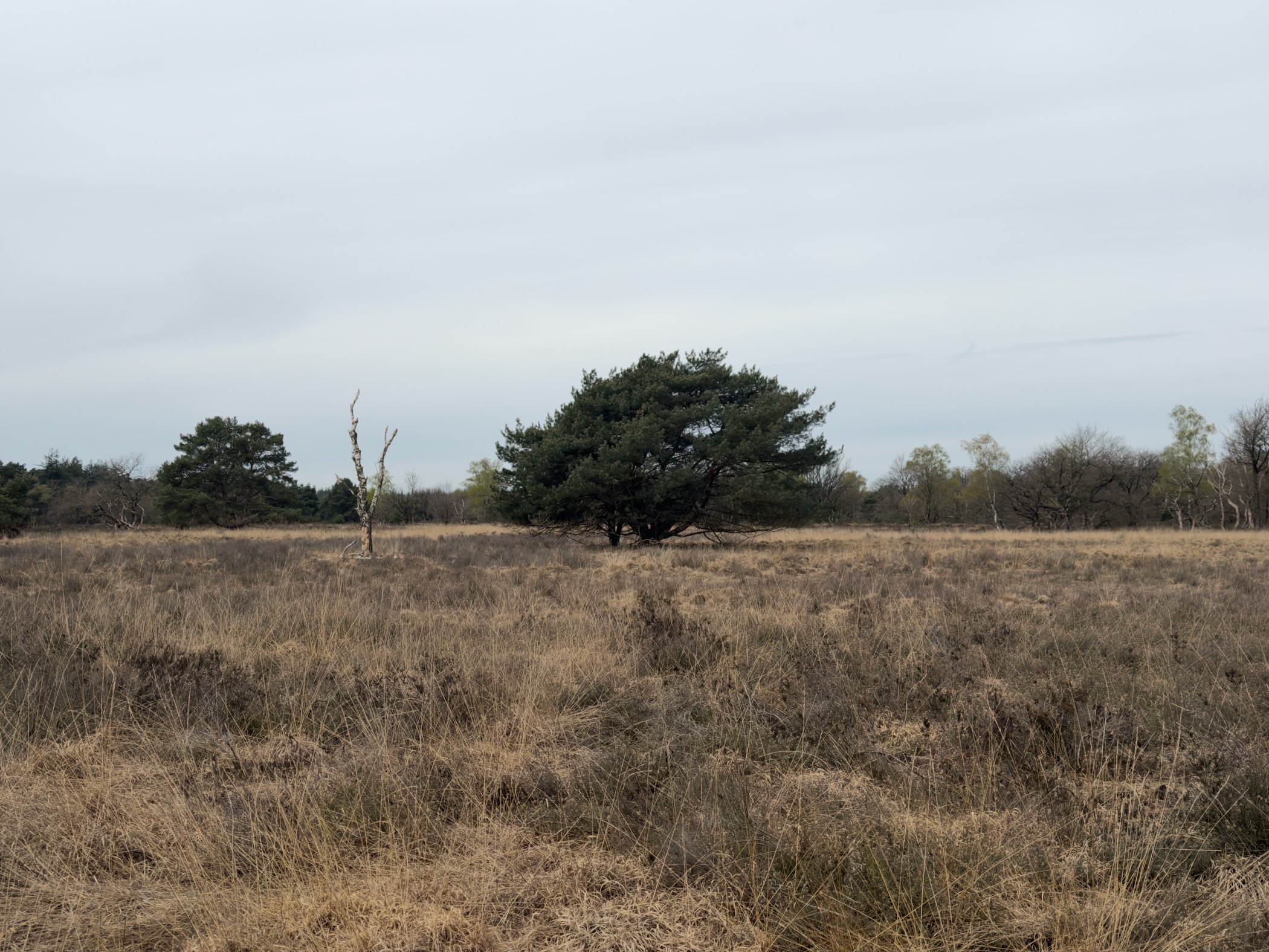 Solitary pine tree standing in vast dormant heathland with a dead tree trunk nearby