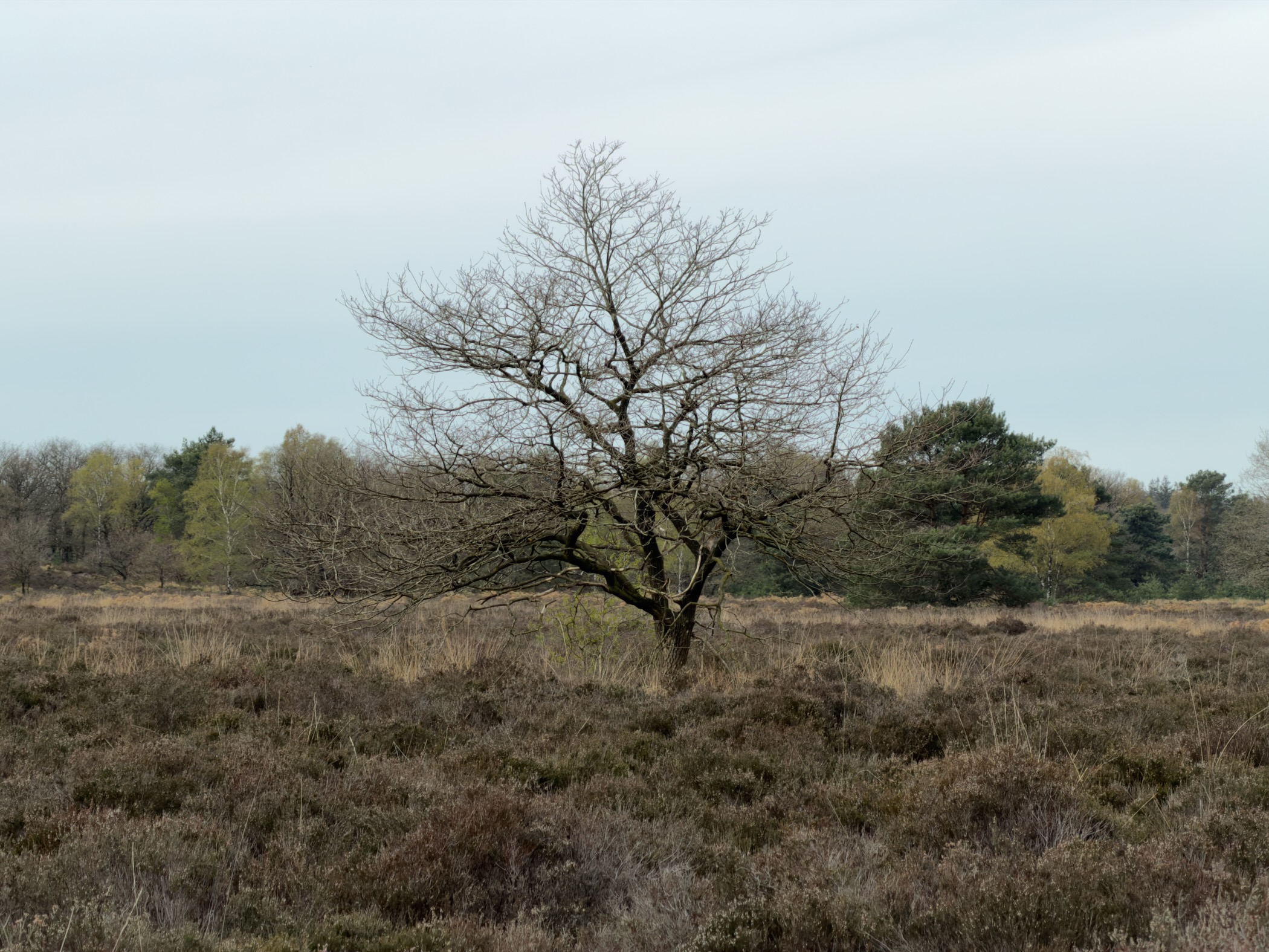 Lone bare oak tree rising from a carpet of heather with pine forest in the background