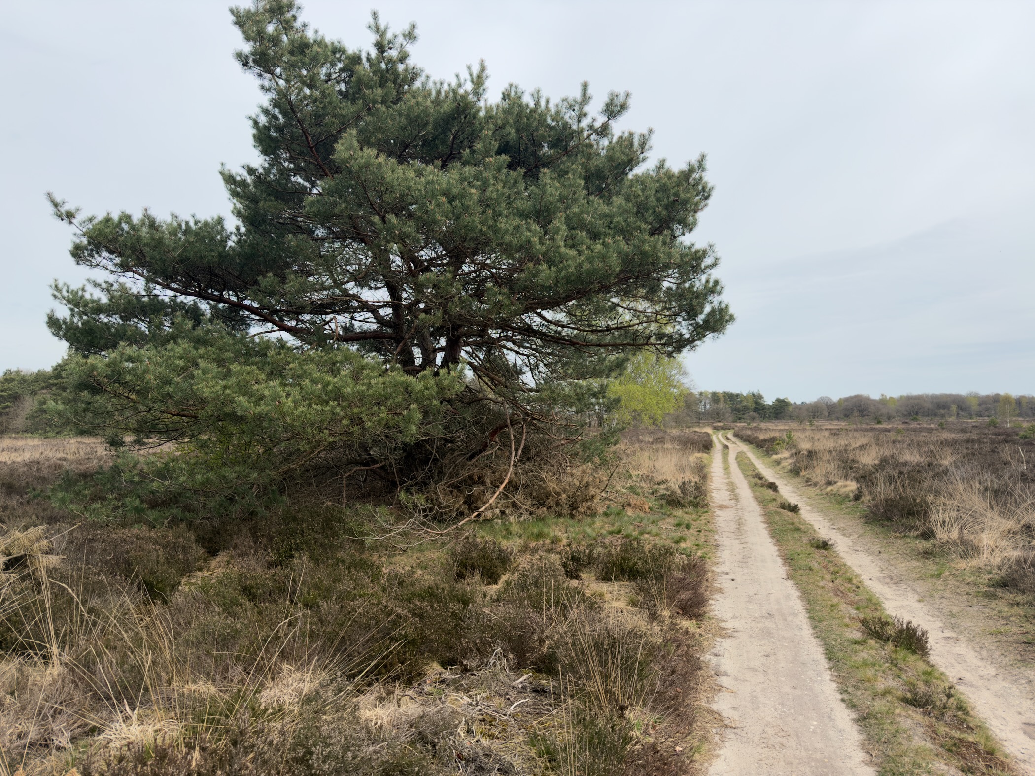 Large pine tree beside a sandy trail stretching through heathland