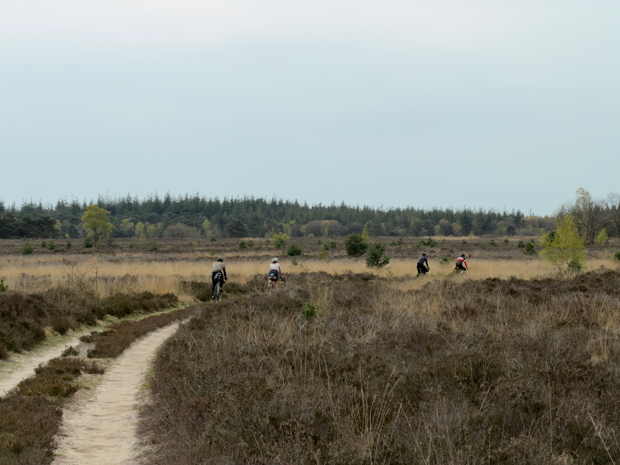 Narrow single-track path through heathland with hikers ahead and pine forest on the horizon