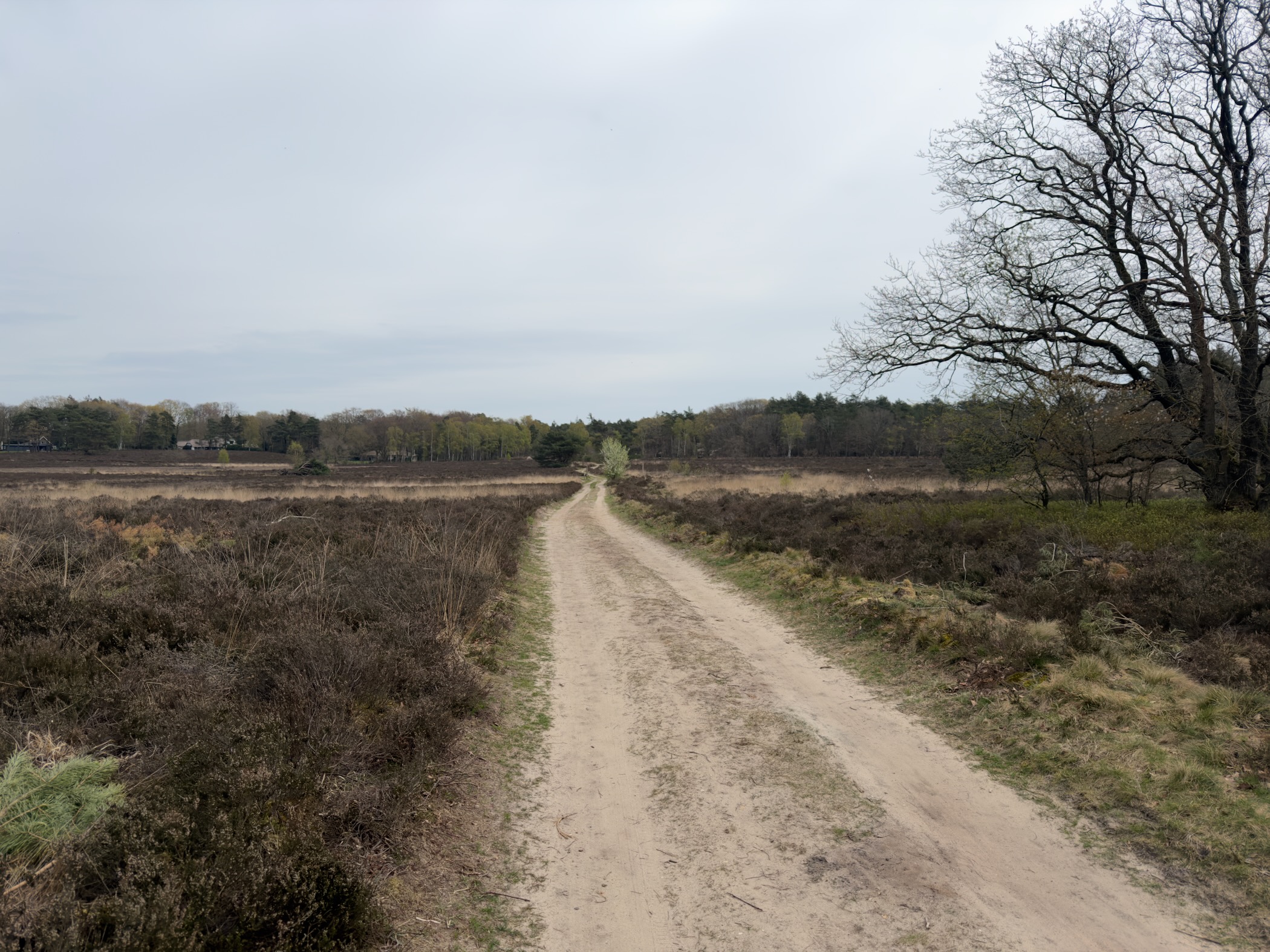 Straight sandy trail running through dormant heathland toward a large bare oak tree