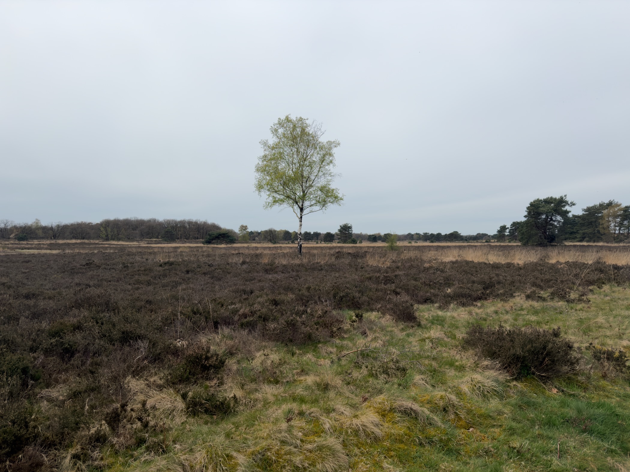 Solitary birch tree with fresh spring leaves standing amid dark heather