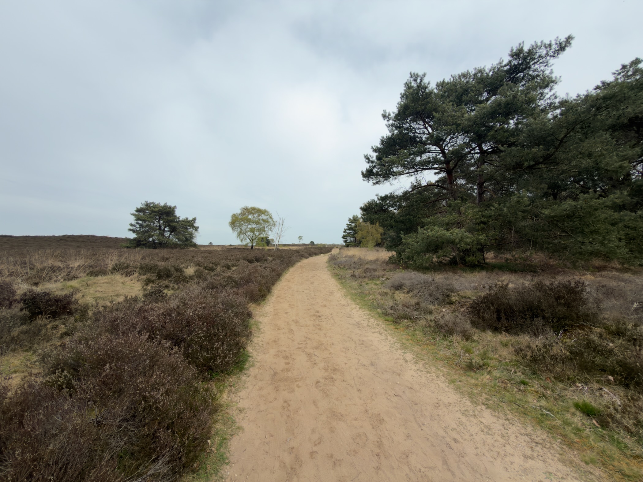 Sandy path curving through heathland toward pine trees under cloudy skies