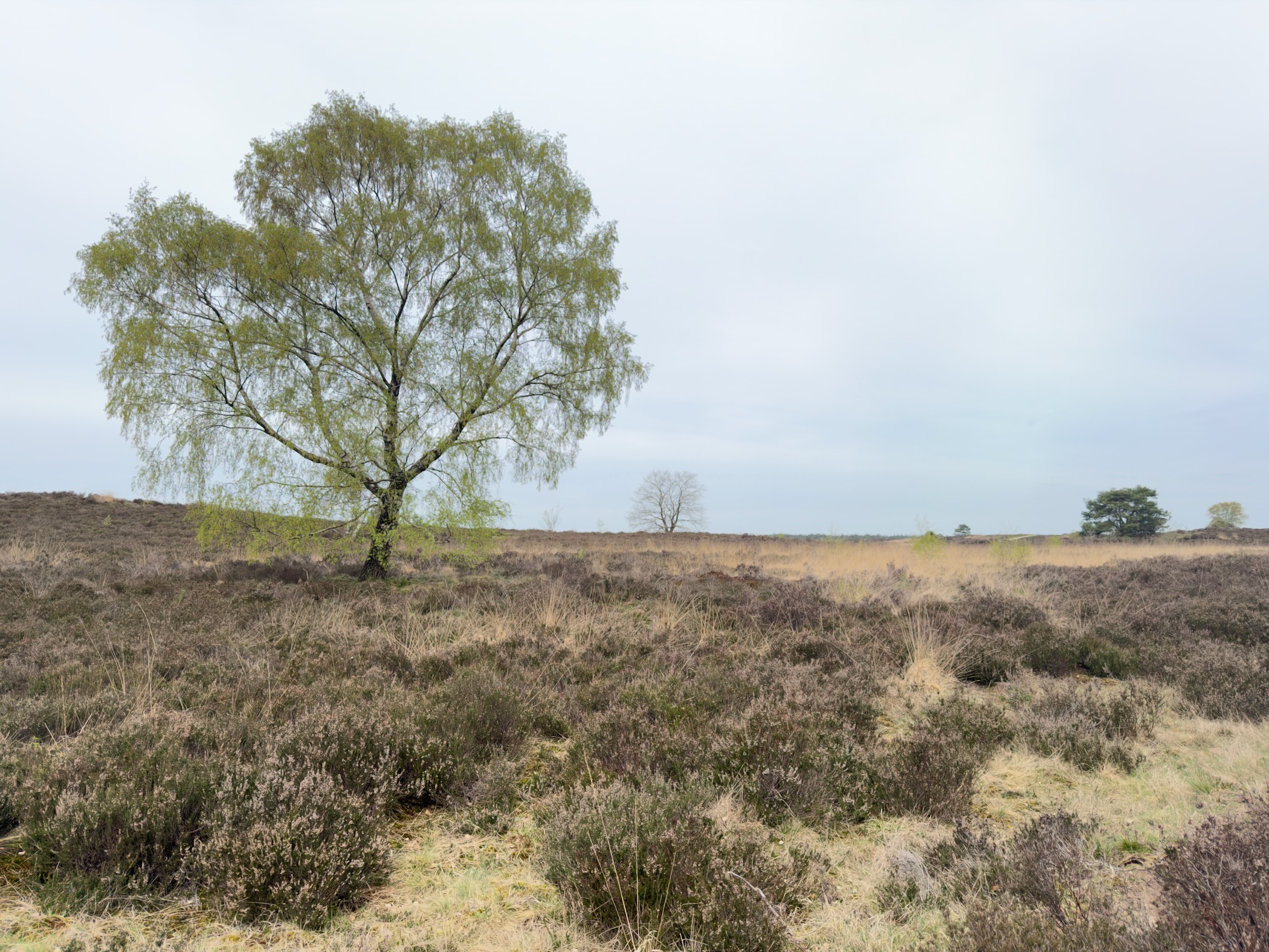 Birch tree with fresh green leaves standing in expansive heathland
