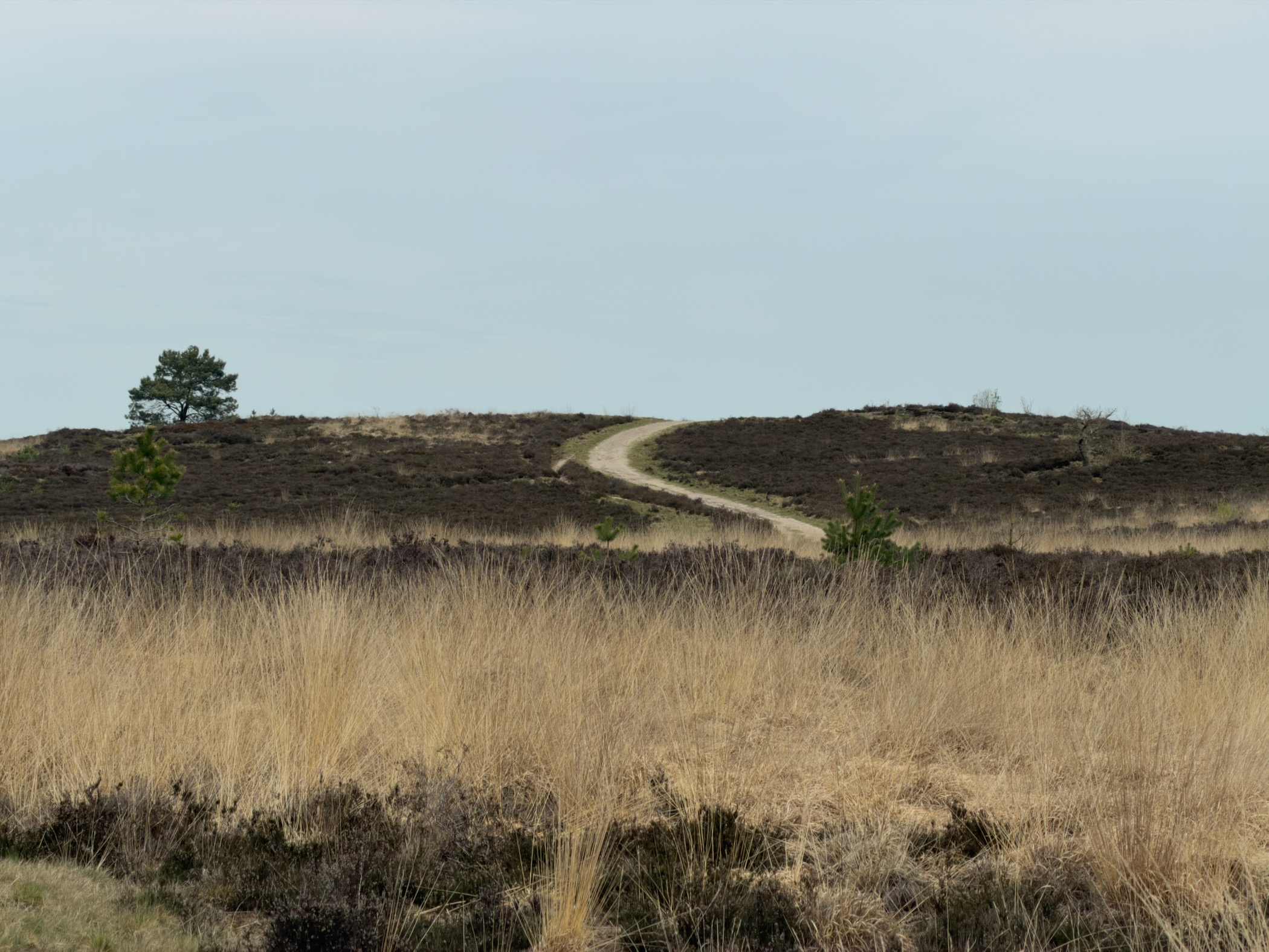Sandy path winding up a heathland hill with a lone pine tree on the ridge