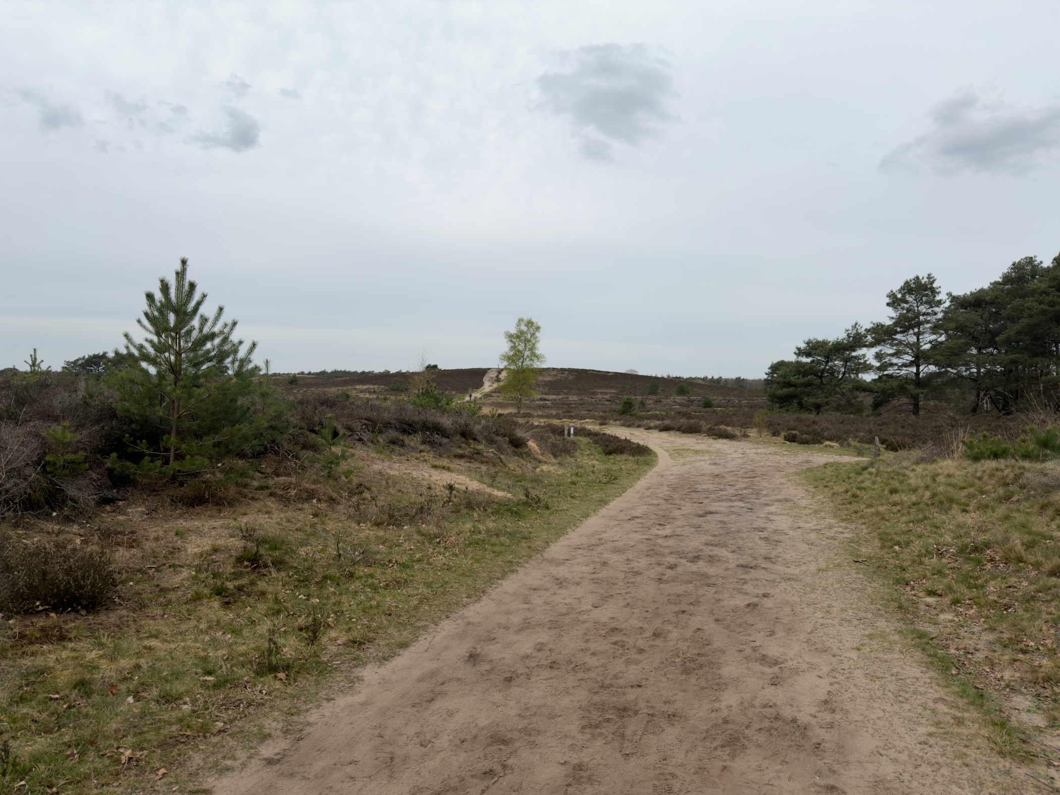 Sandy path curving through heathland with scattered young pines and a solitary tree ahead