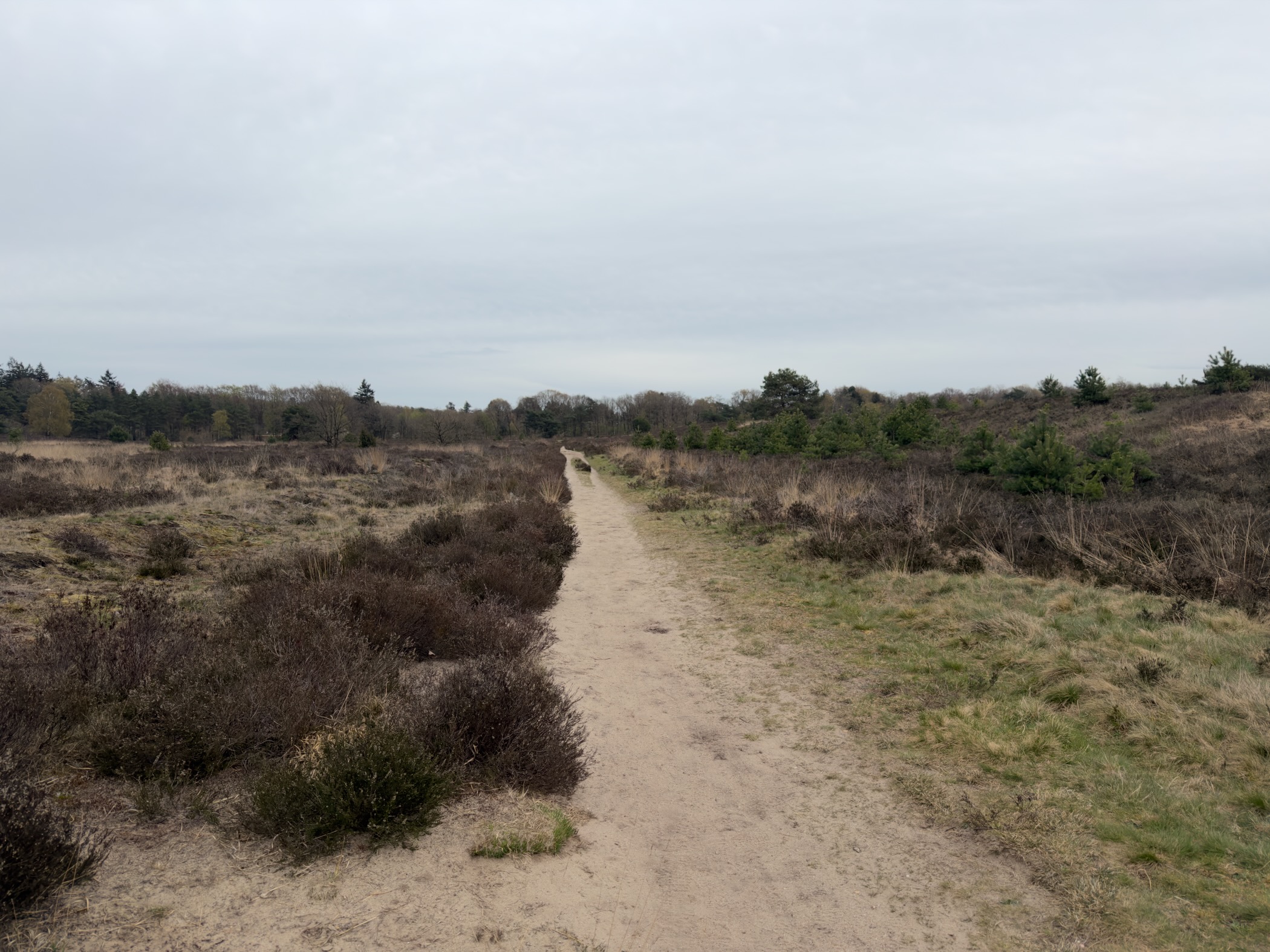 Narrow sandy path leading straight through low heather toward distant trees