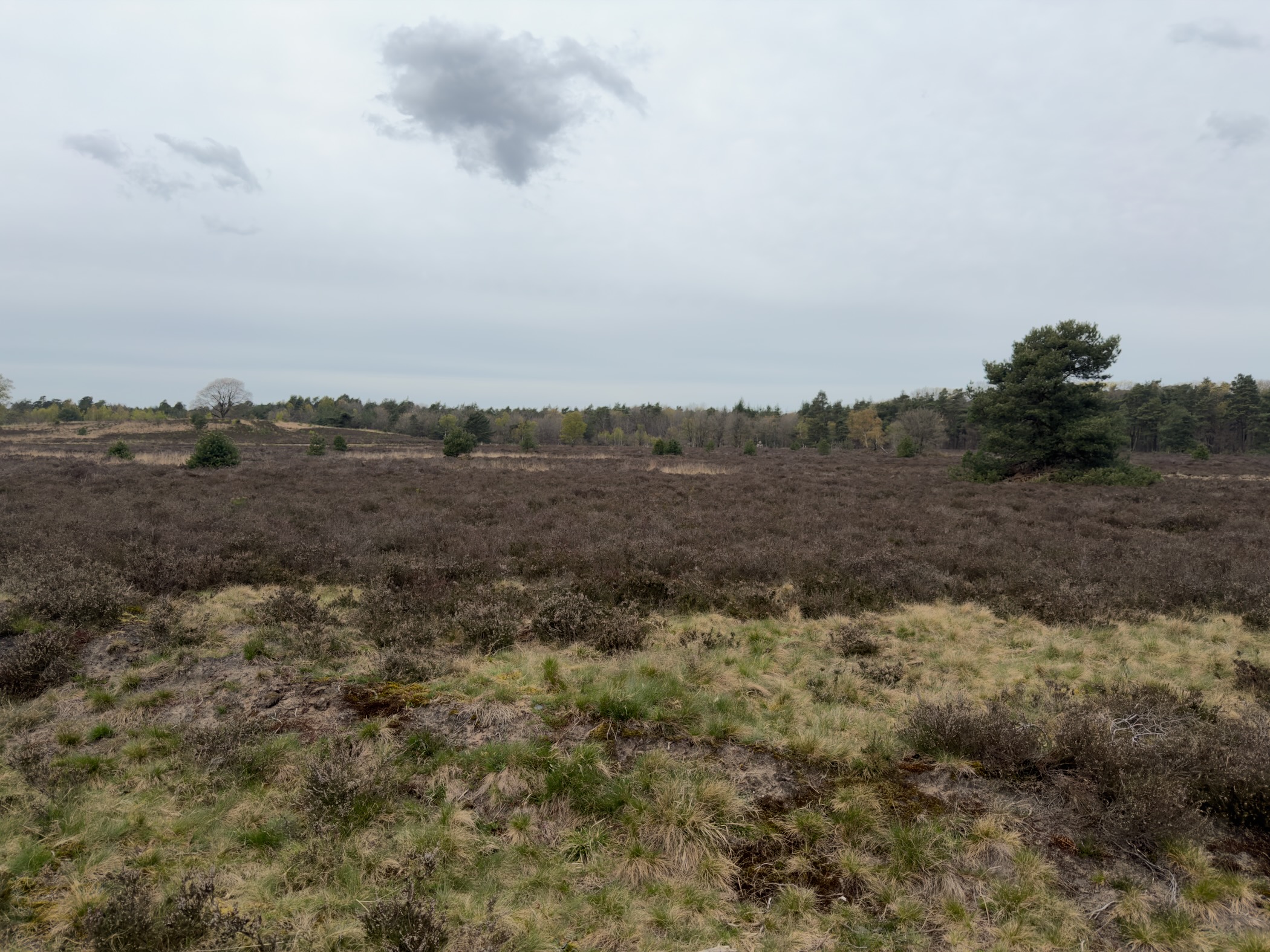 Panoramic view over vast heathland dotted with pines and birches under a cloudy sky