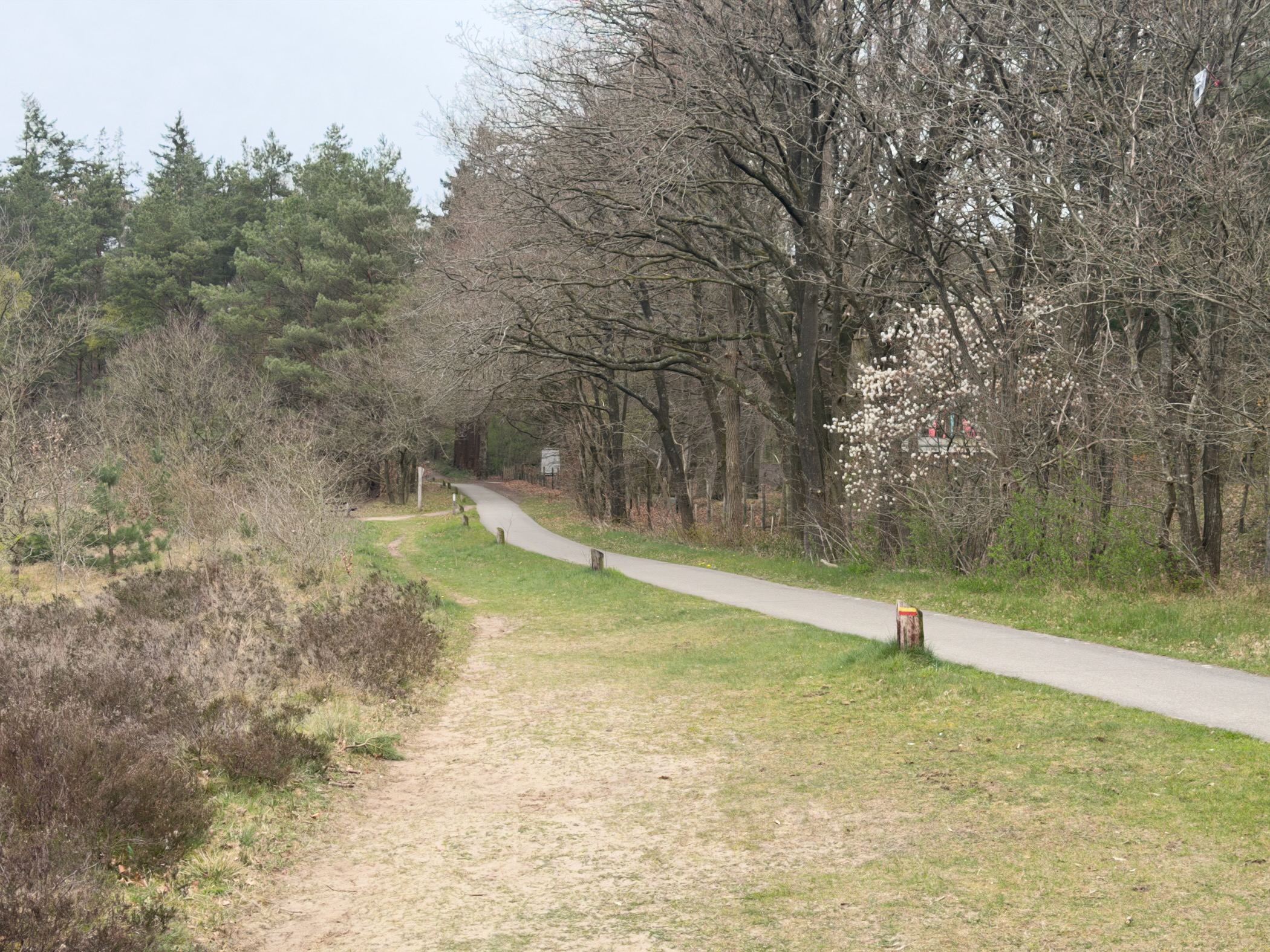 Sandy path meeting a paved road at the edge of the heathland with a blossoming tree