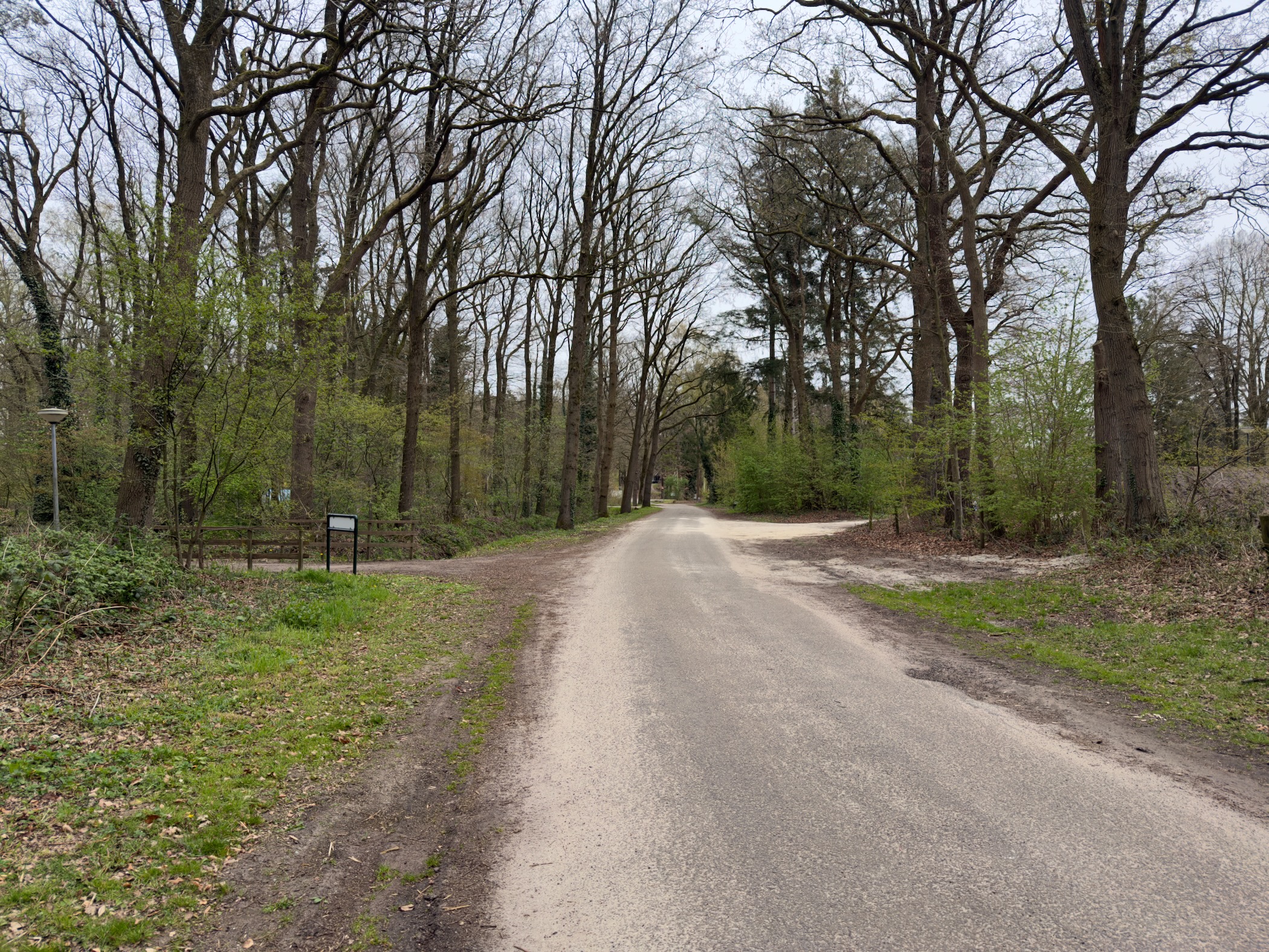 Tree-lined gravel road with fresh spring foliage leading into forest near Vierhouten