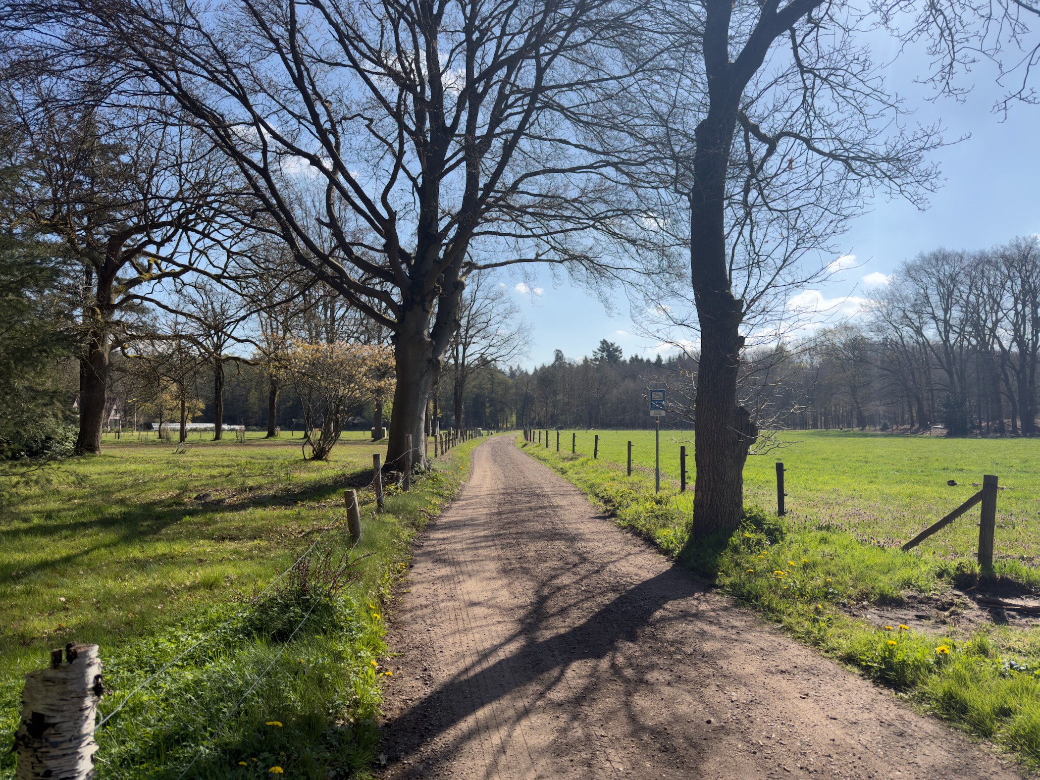 Sandy lane lined with tall bare oaks between green pastures