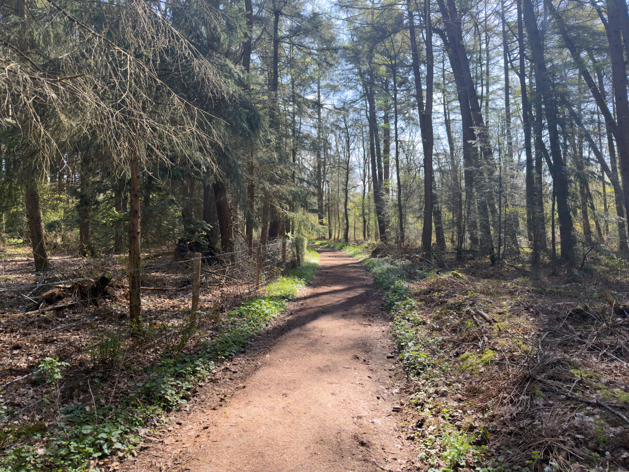 Winding sandy path through a mixed forest of pine and spruce trees
