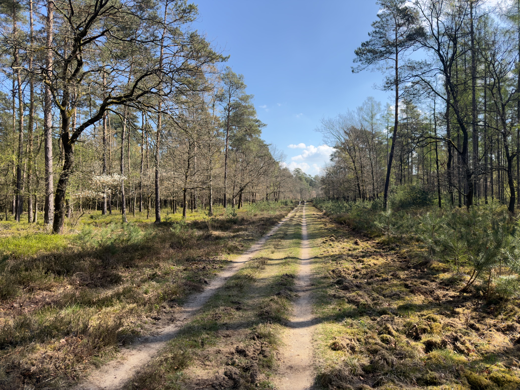 Sandy double track through open pine forest with fresh spring undergrowth