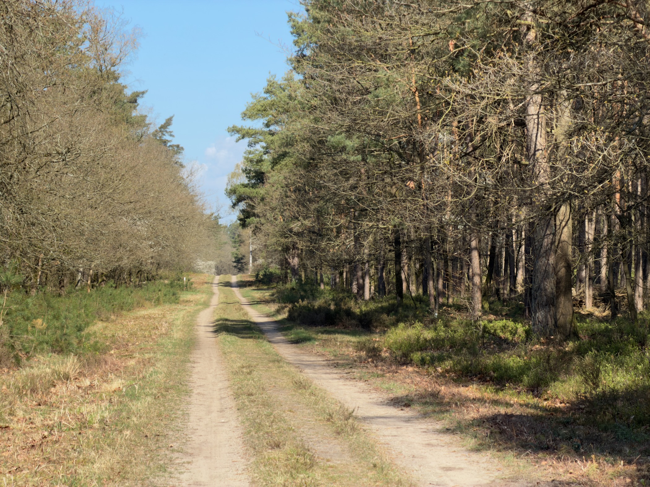 Long sandy track between pine forest and bare deciduous trees stretching into the distance