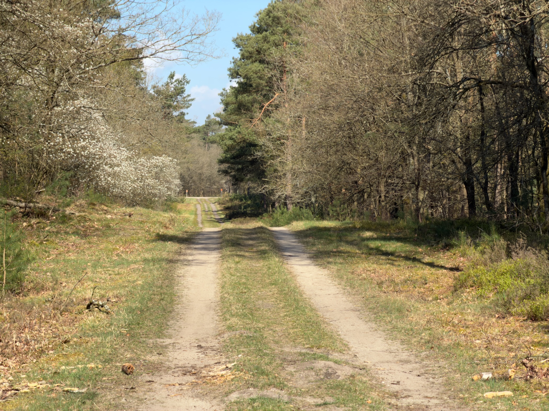 Grassy double track leading towards a blooming white tree between pine and deciduous forest