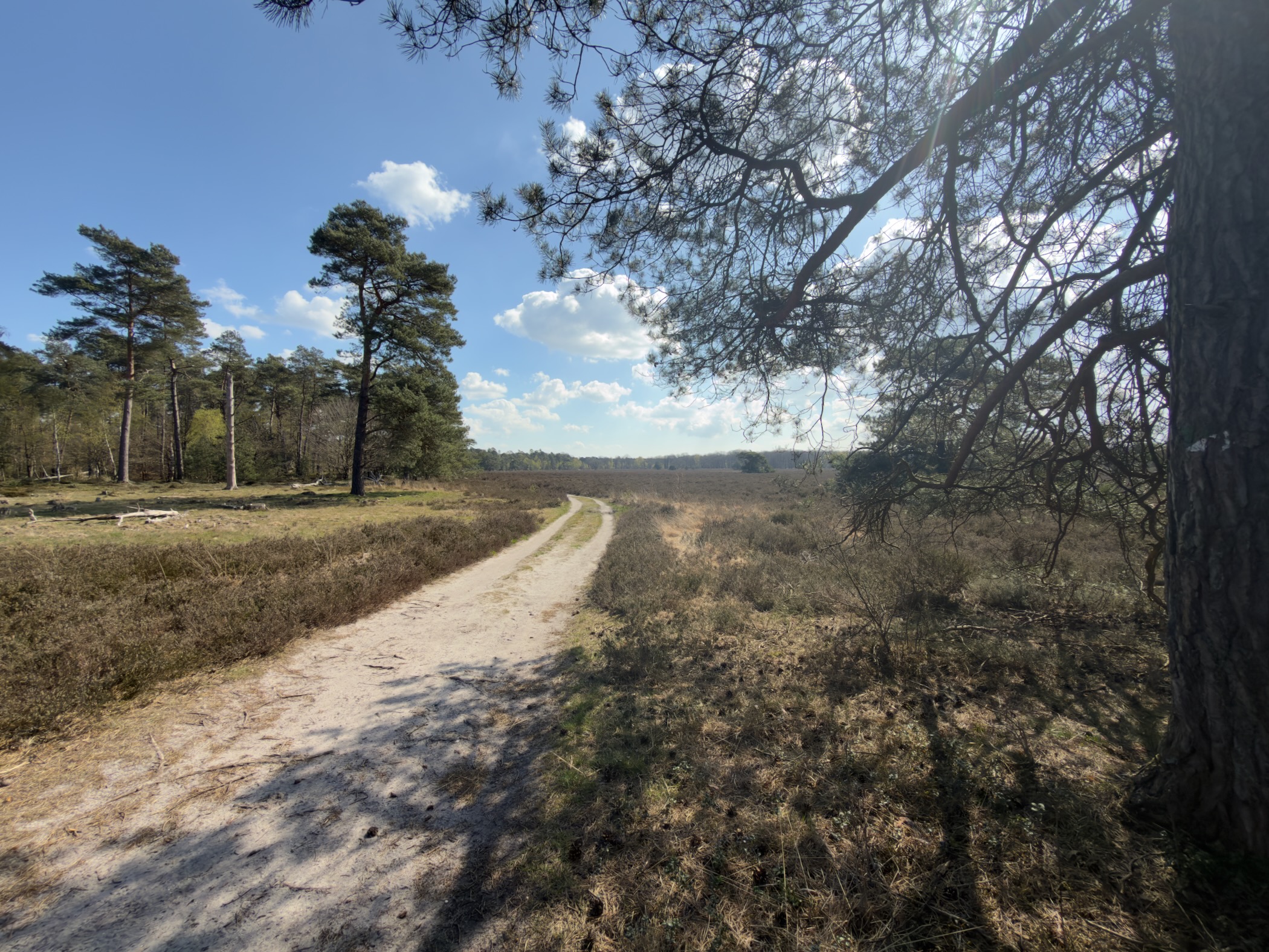 Sandy path winding across open heathland with scattered Scots pines under a cloudy sky