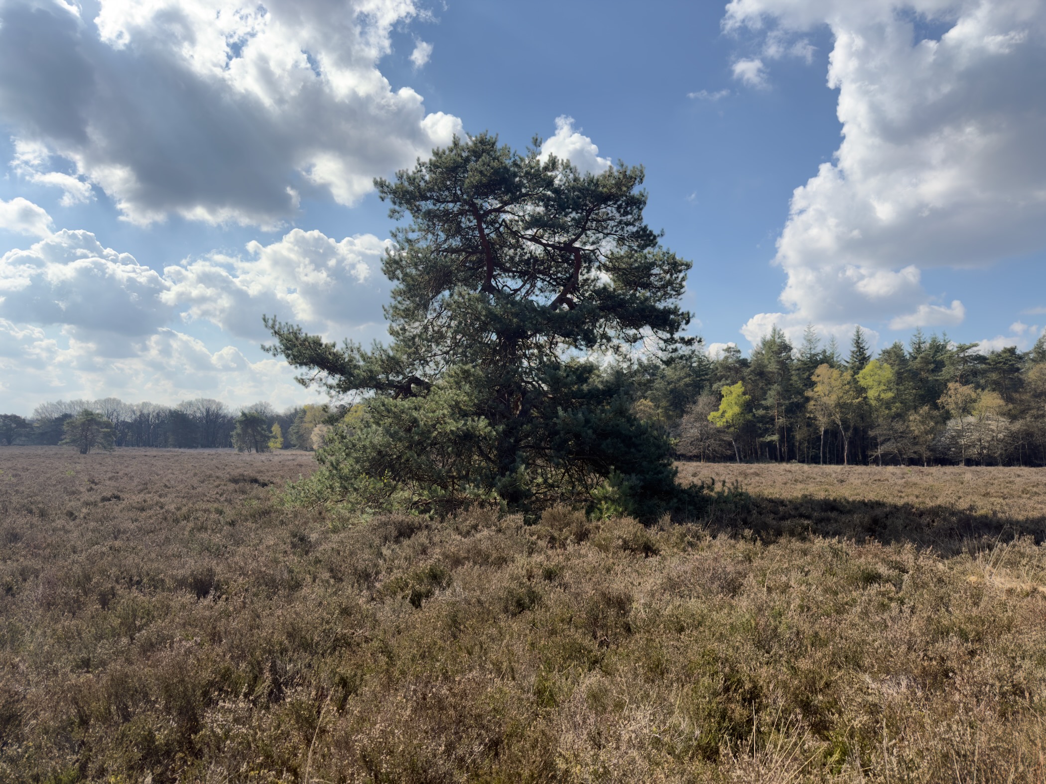 Solitary Scots pine standing in the middle of heathland with forest on the horizon