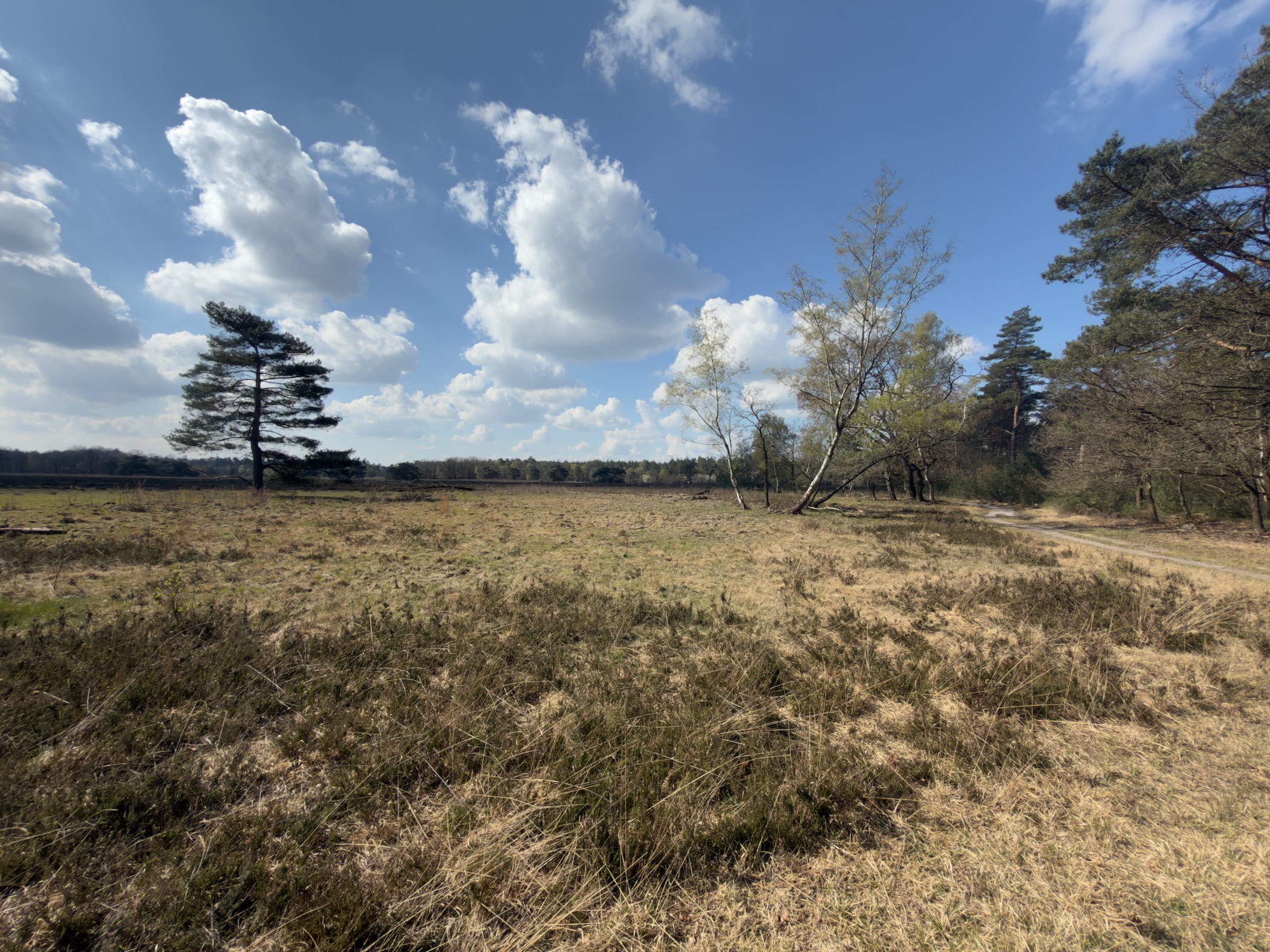 Open heathland with a lone pine tree and a fallen birch under a spring sky