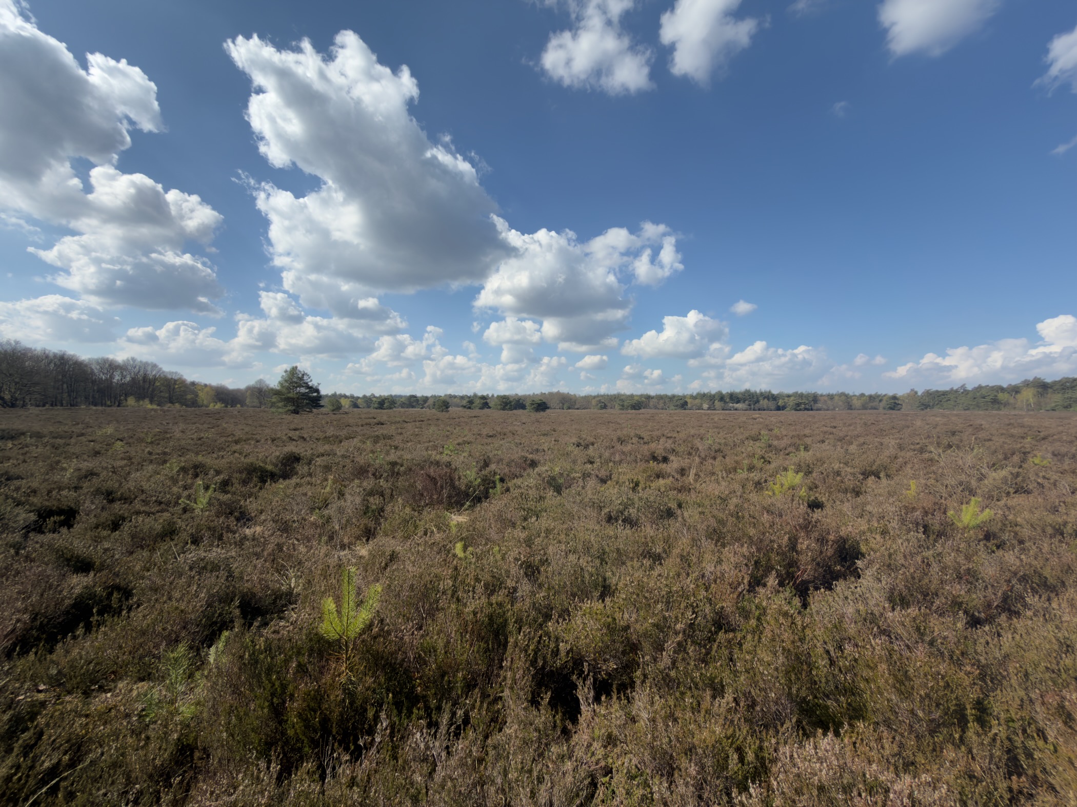 Vast expanse of heather stretching to the tree line under billowing white clouds