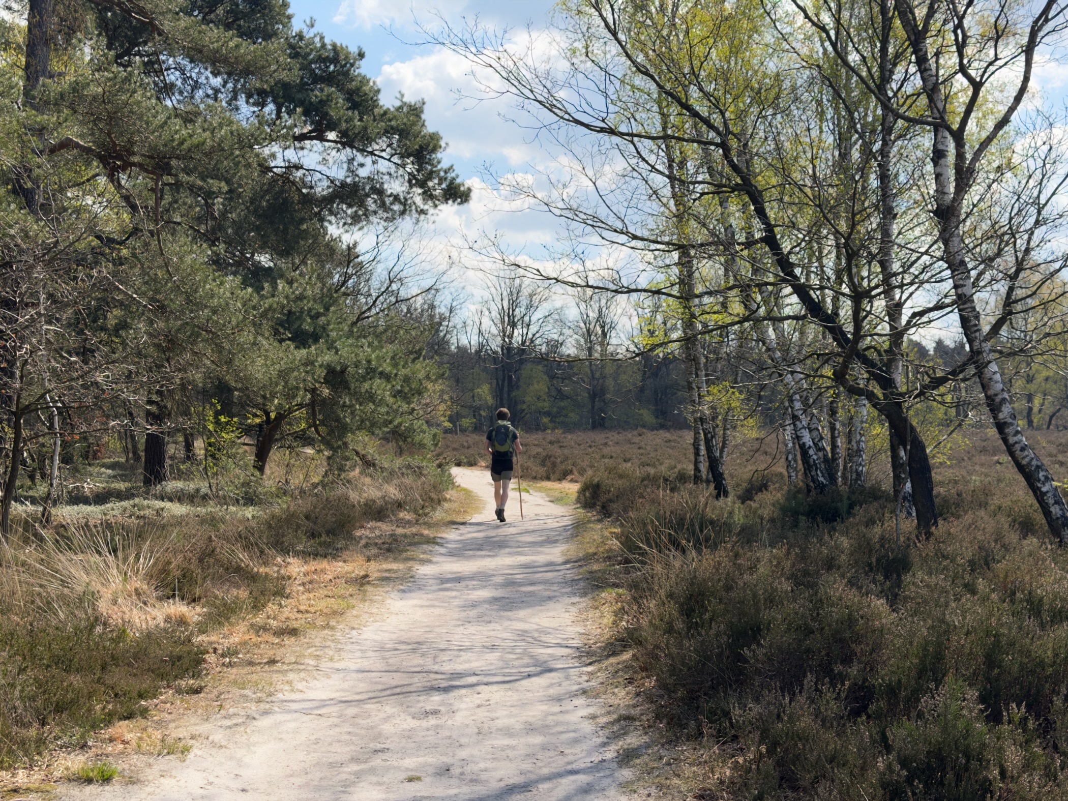 Hiker walking along a sandy path through heathland bordered by birch and pine trees