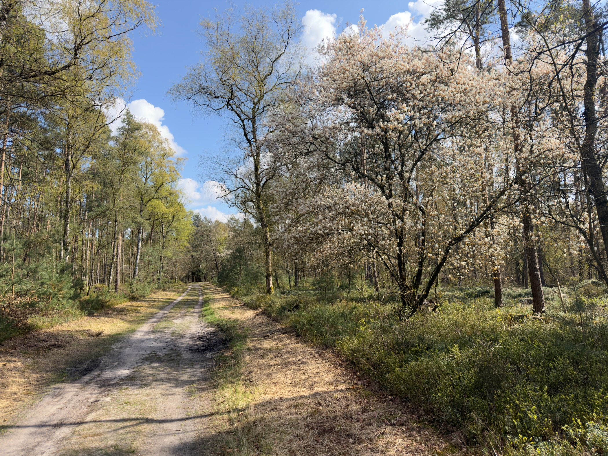 Sandy trail curving past a large blooming serviceberry tree in a mixed forest