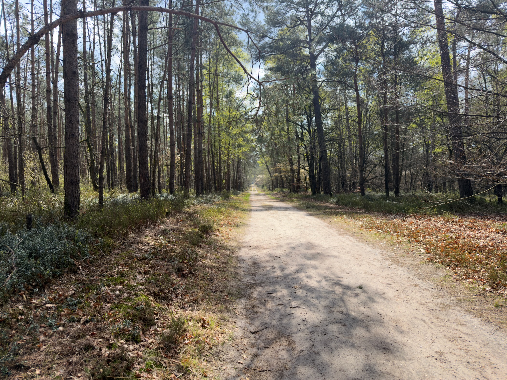 Straight sandy path through a sunlit pine forest with fresh green undergrowth