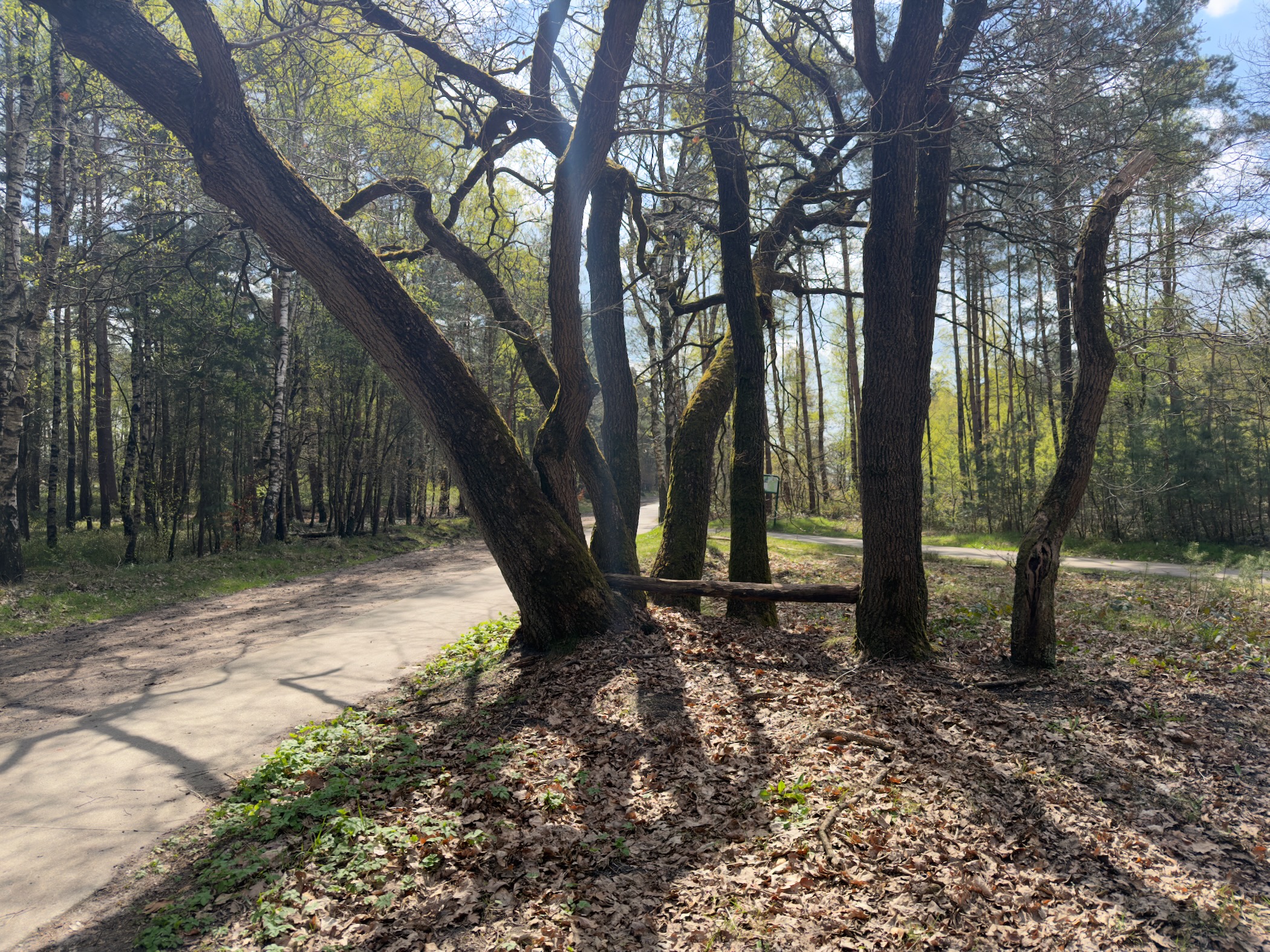 Curved sandy path through a forest of mature oaks with a bench between the trees