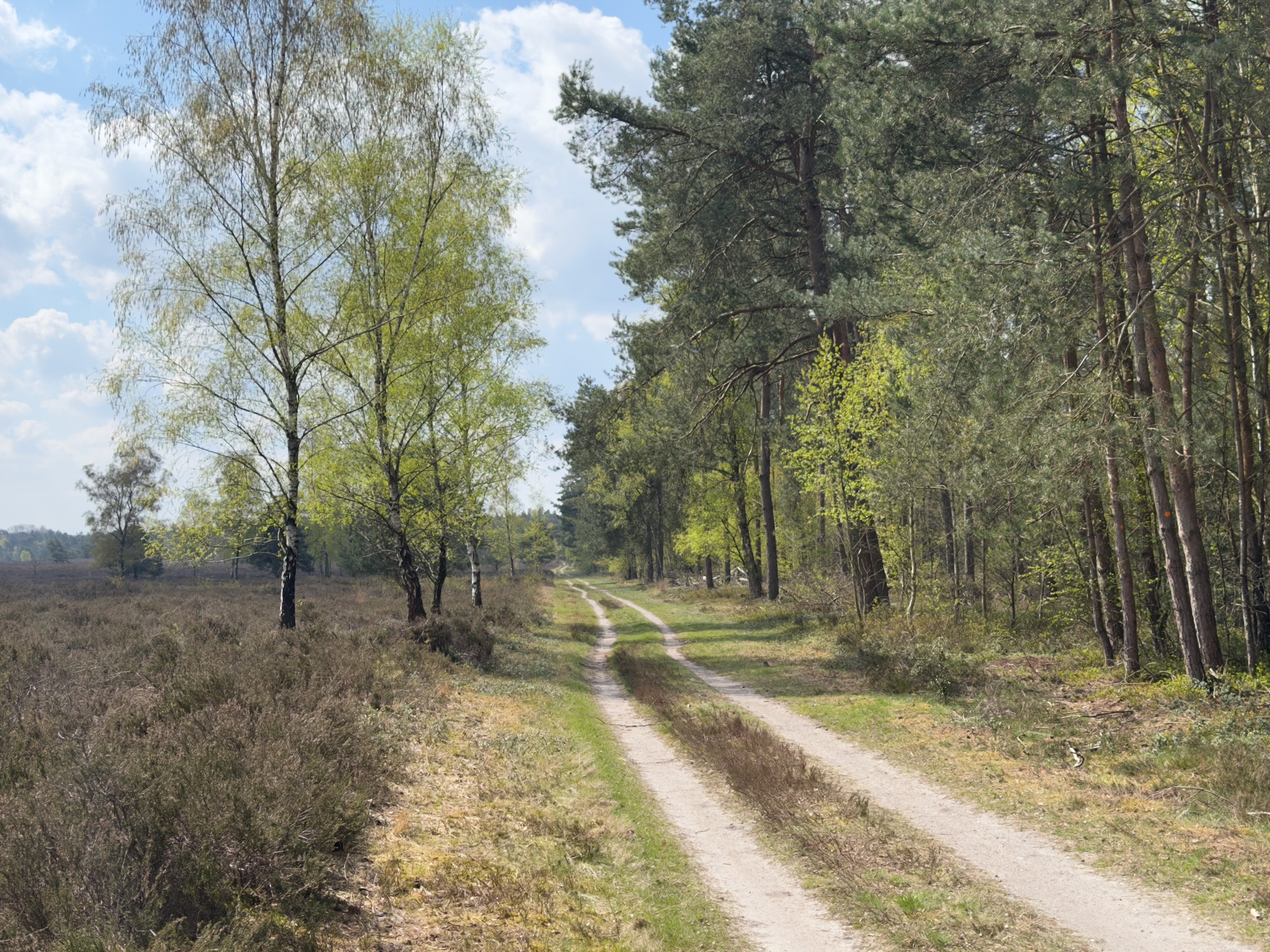 Double track along the edge of heathland with birch trees showing fresh green leaves