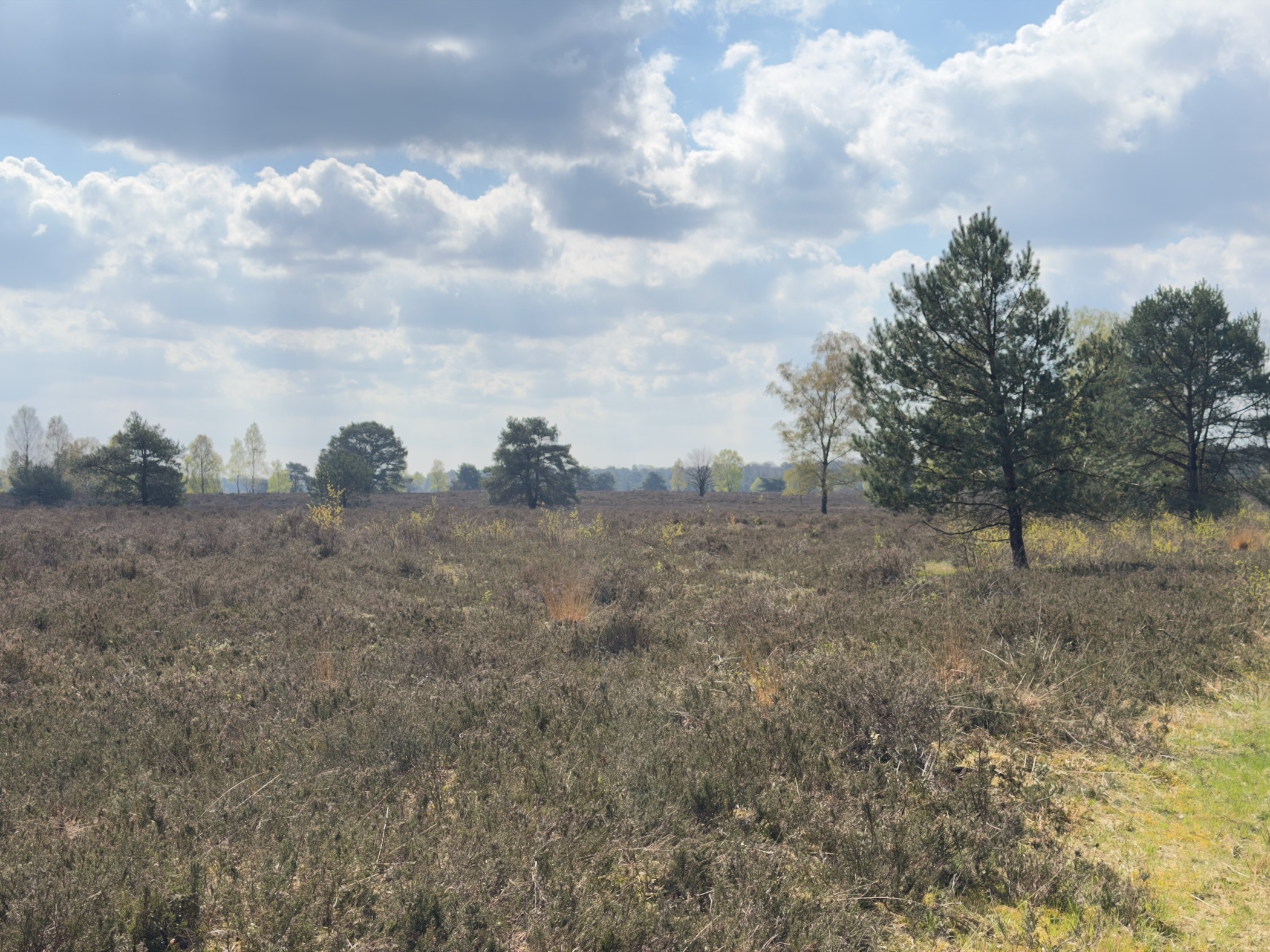 Open heathland with scattered pines under a sky of white clouds
