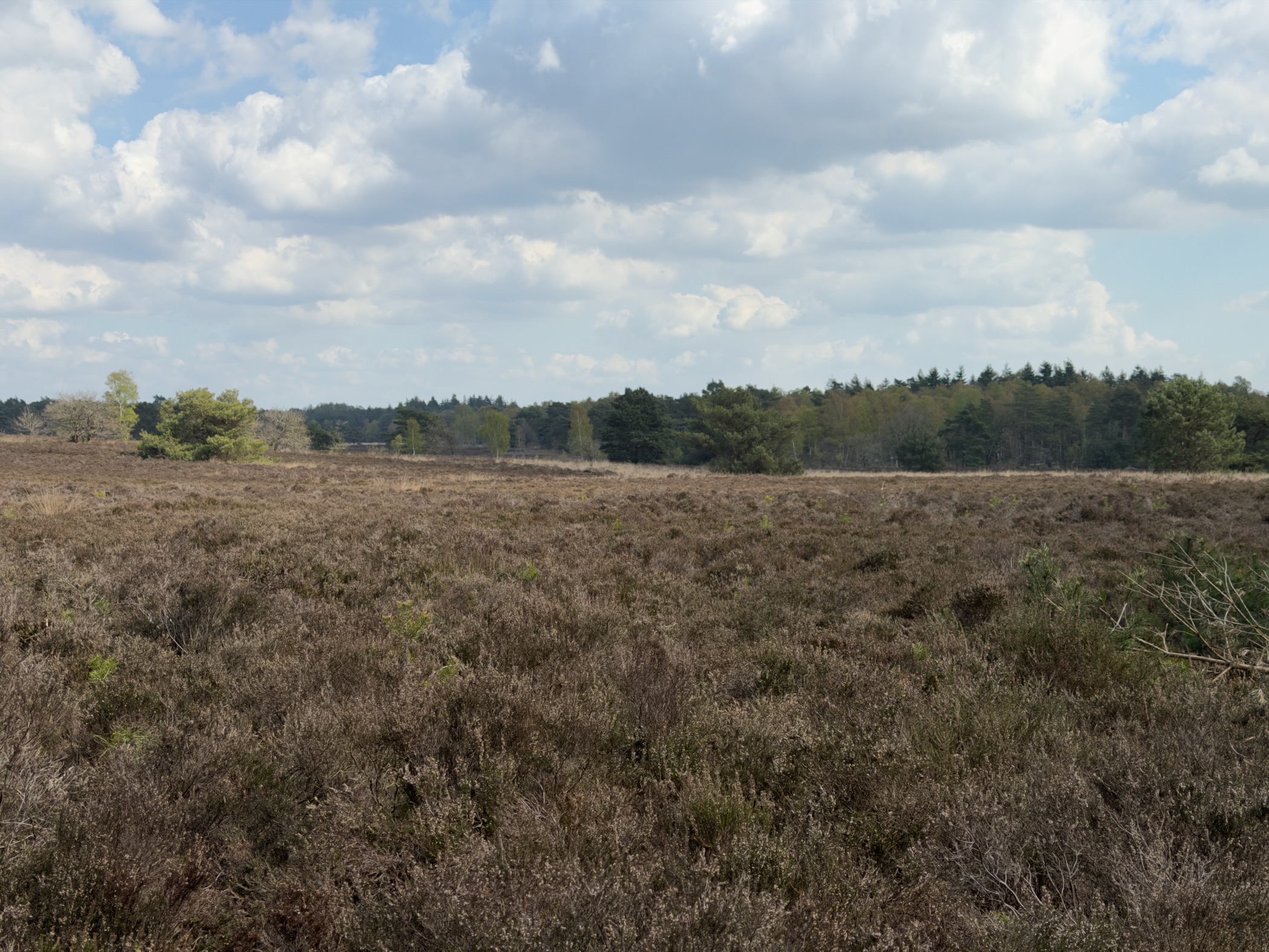 Wide view over brown heathland with a dense conifer tree line on the horizon