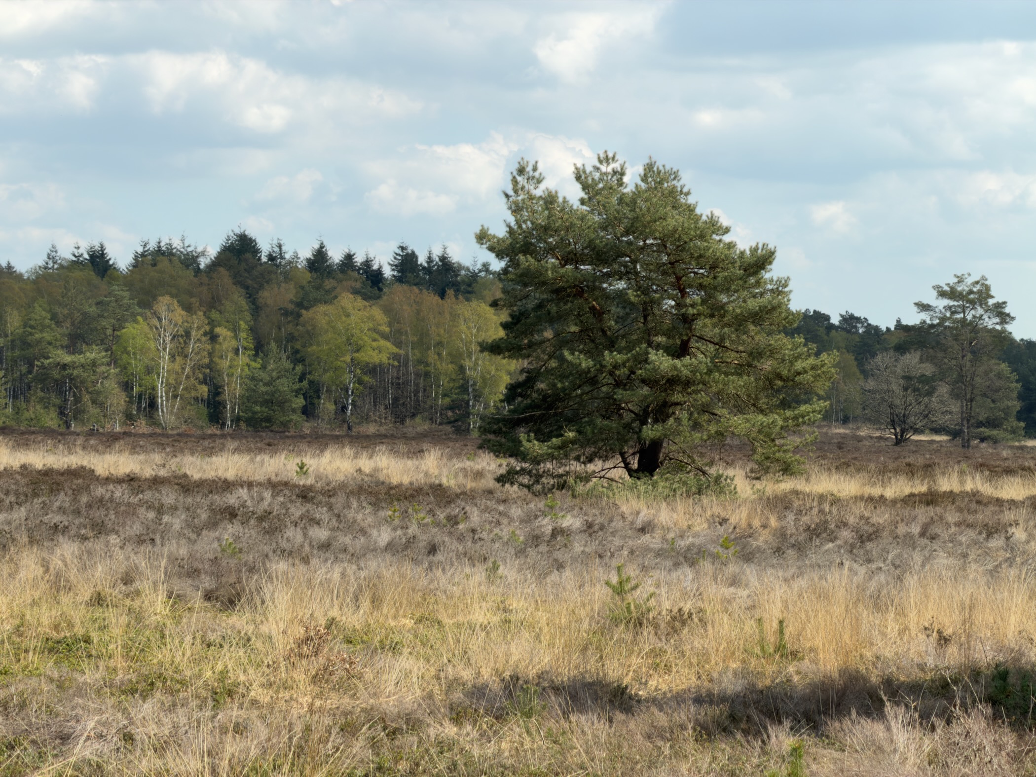 Solitary Scots pine on heathland with a row of birch and pine trees in the background