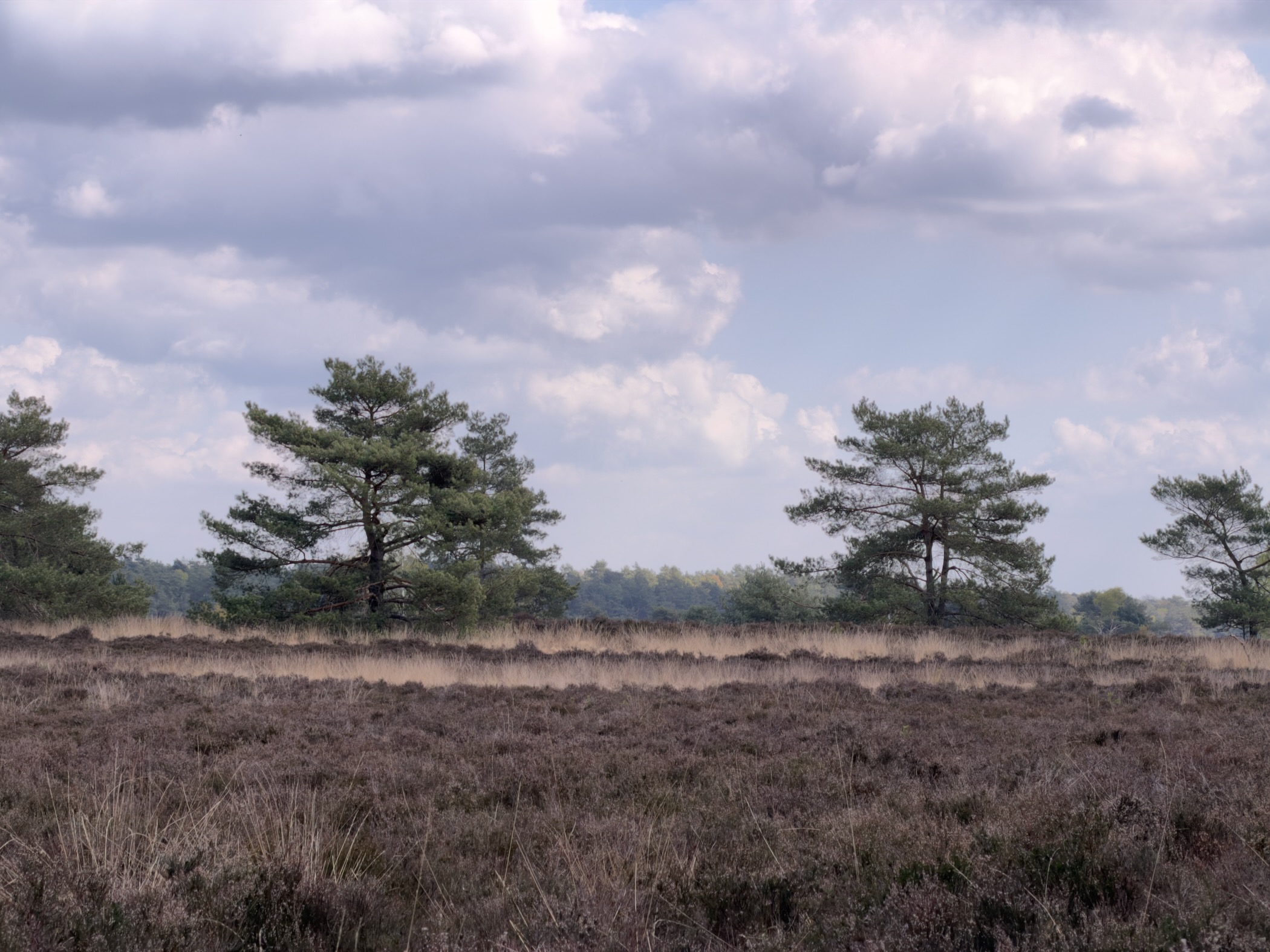 Two Scots pines silhouetted against a cloudy sky on open heathland