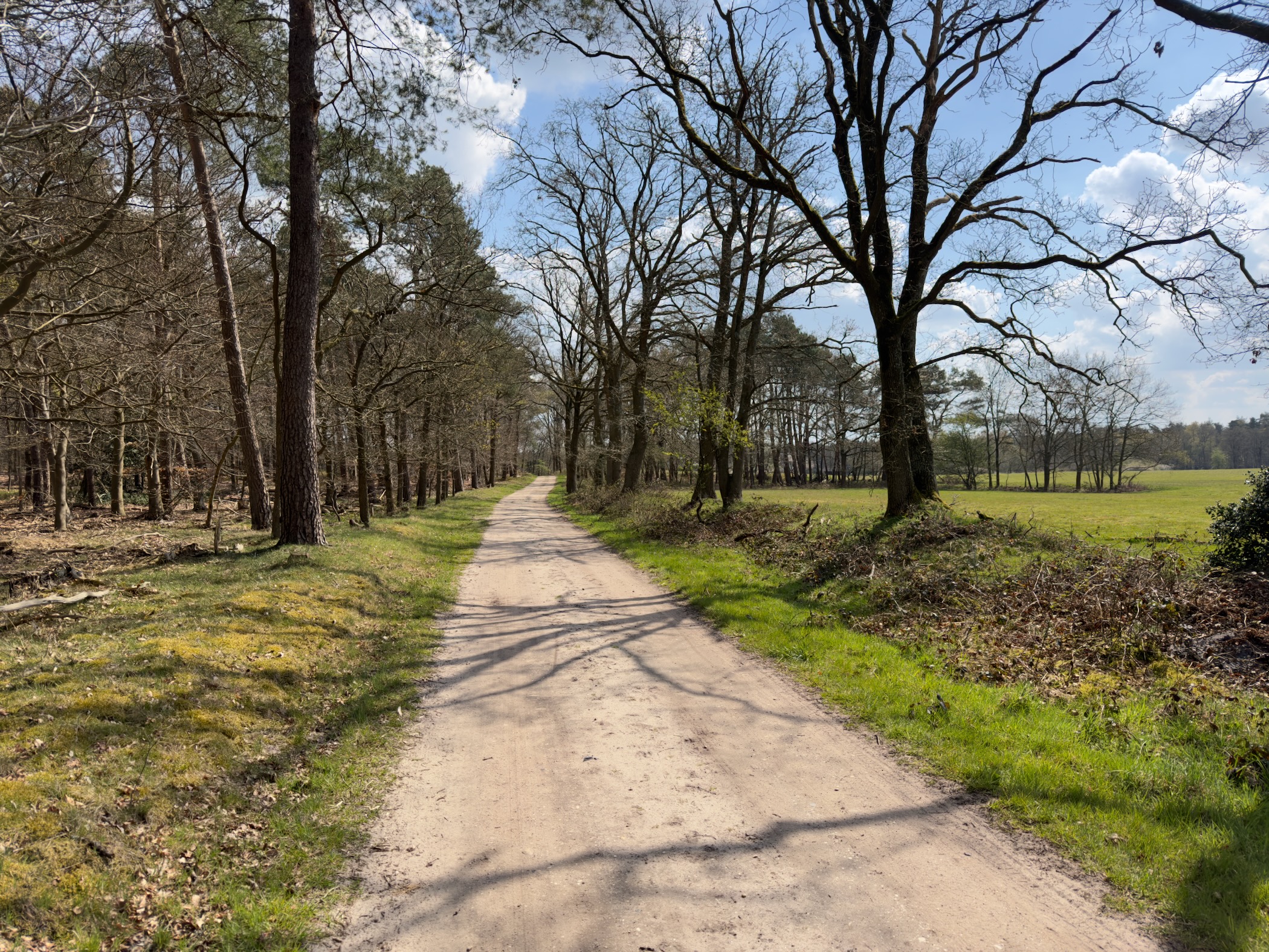 Sandy lane between tall bare oaks with green pasture on the right
