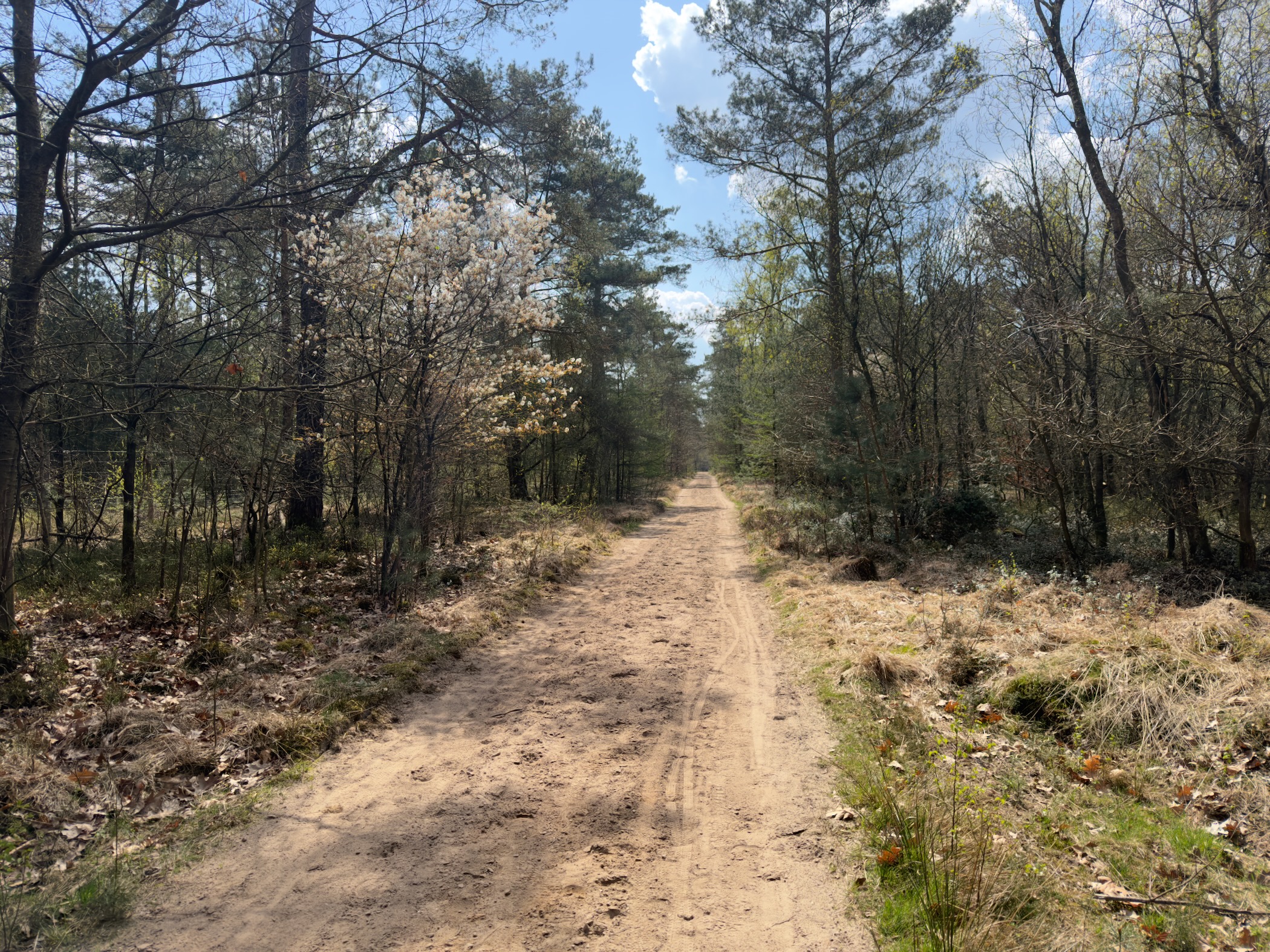 Sandy trail through mixed woodland with a blooming white tree ahead