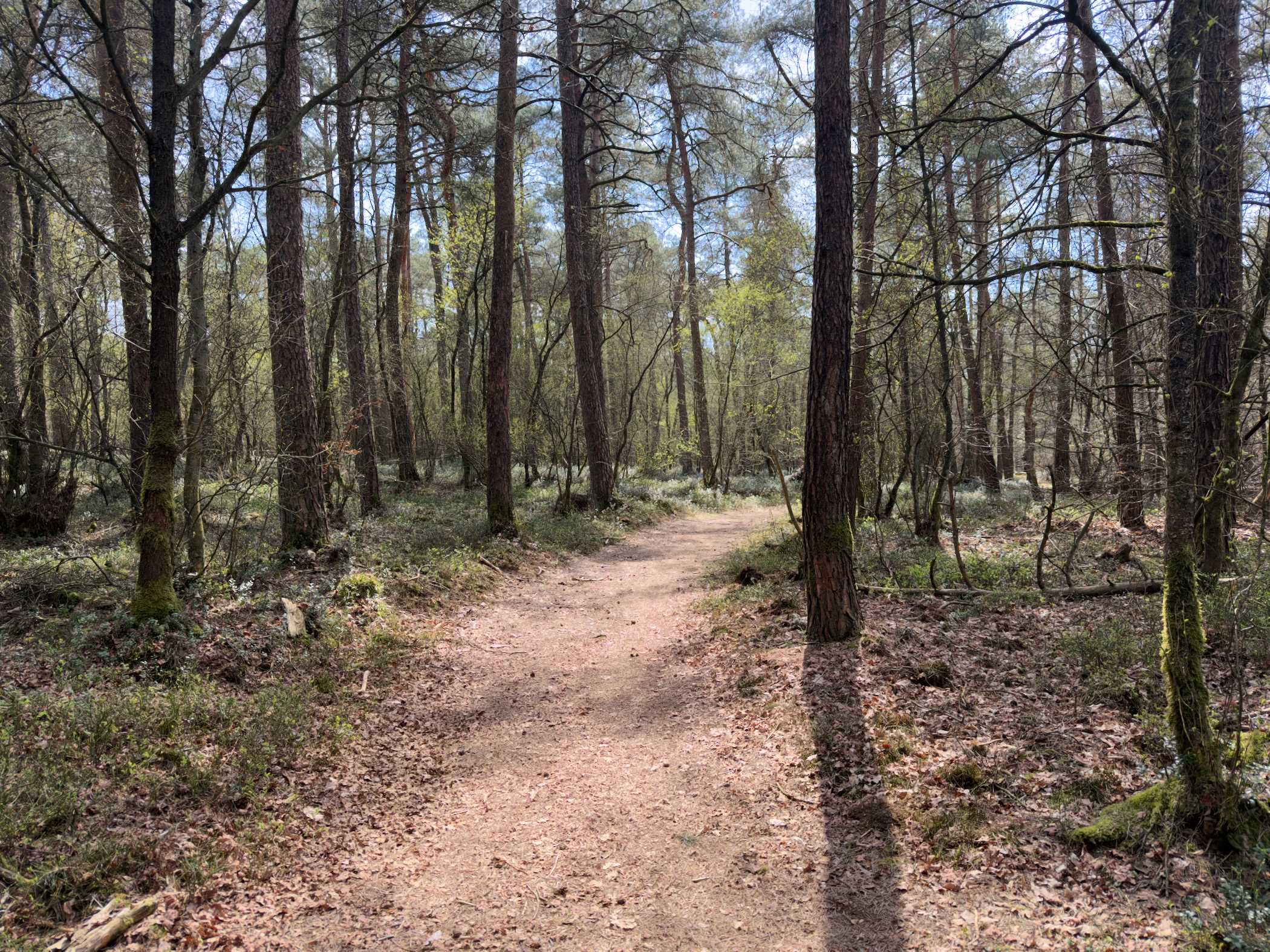 Narrow path winding through a dense young birch and pine forest